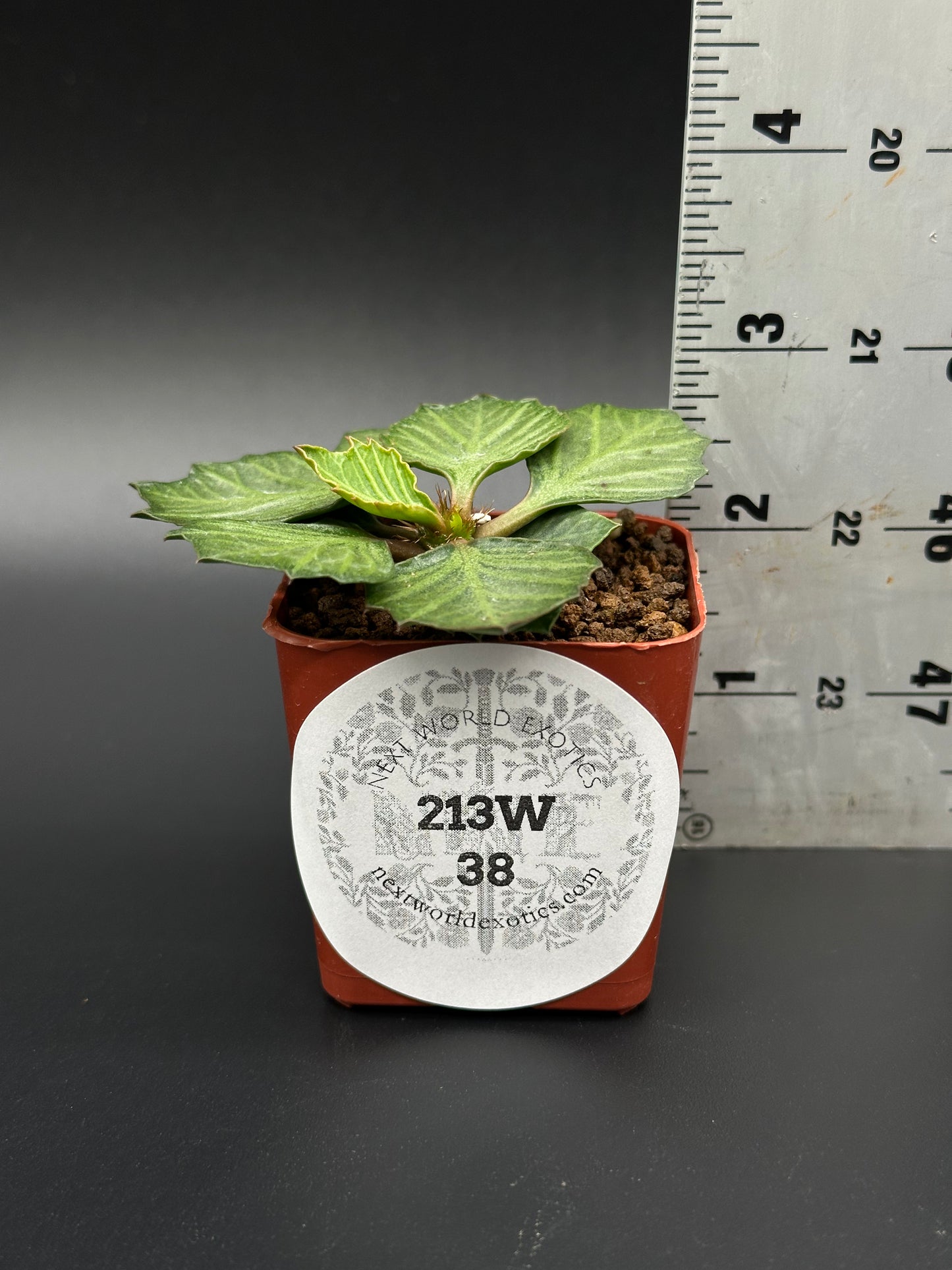 Euphorbia Francoisii 'Generation 3' Green in a 2-inch pot, showcasing maple-leaf shaped foliage, next to a ruler for size reference.