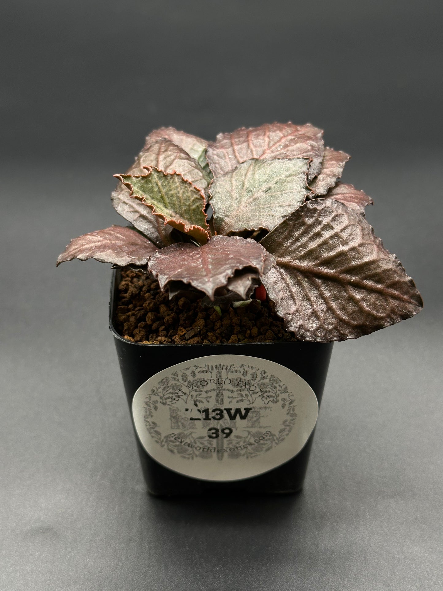 Euphorbia Francoisii 'Generation 3' Red in a 2-inch pot, featuring textured, maple-leaf shaped foliage with a visible label.