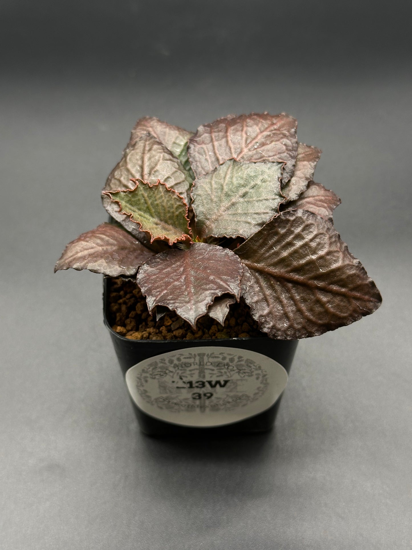Euphorbia Francoisii 'Generation 3' Red in a 2-inch pot, featuring distinctive maple-leaf shaped foliage with visible brown leaves.