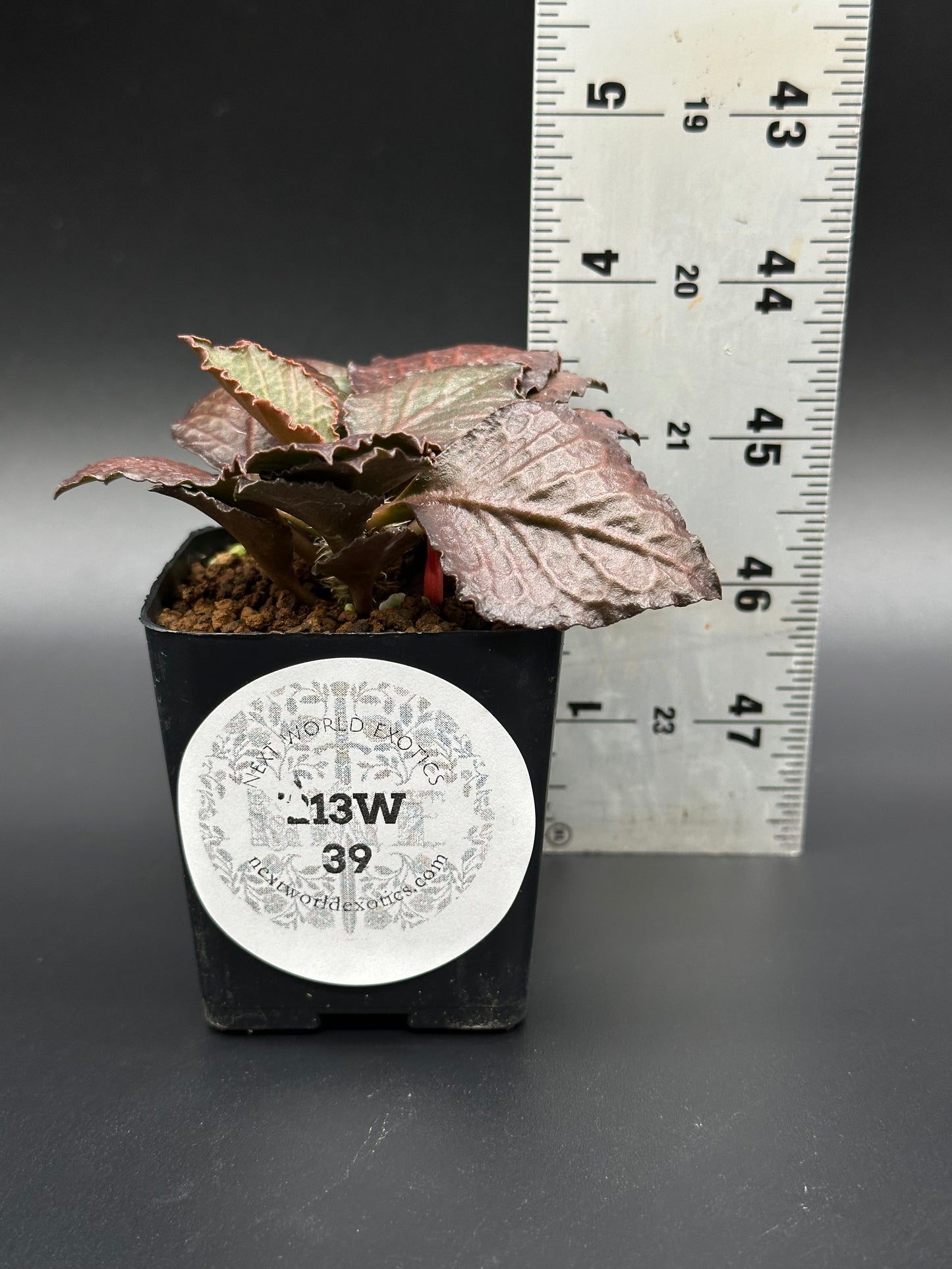 Euphorbia Francoisii 'Generation 3' Red in a 2-inch pot, displayed with a ruler for size reference, featuring maple-leaf shaped foliage.