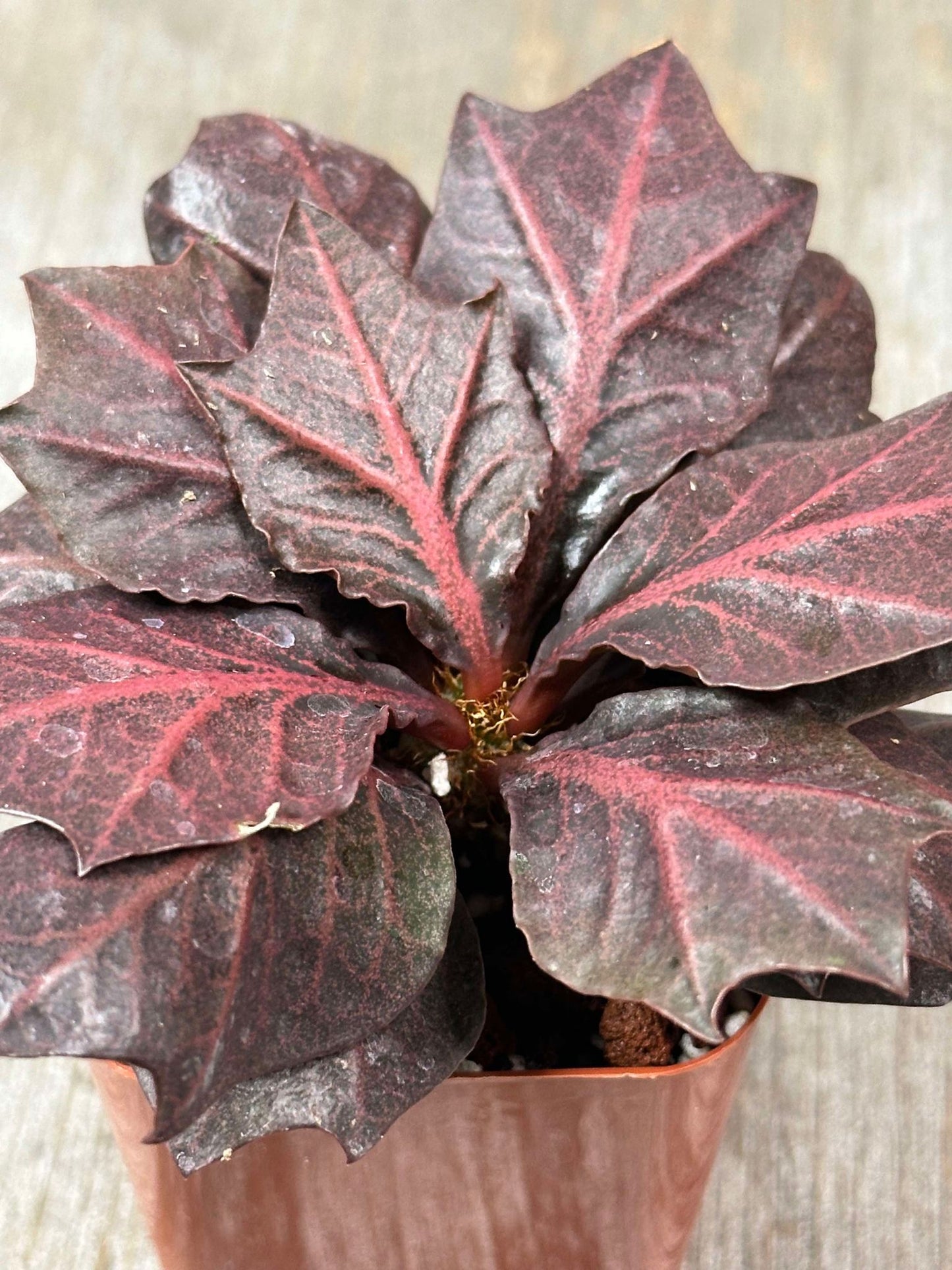 Euphorbia Francoisii 'Generation 3' Red (EFG32) š±, close-up of vibrant maple-leaf shaped foliage in a small pot.
