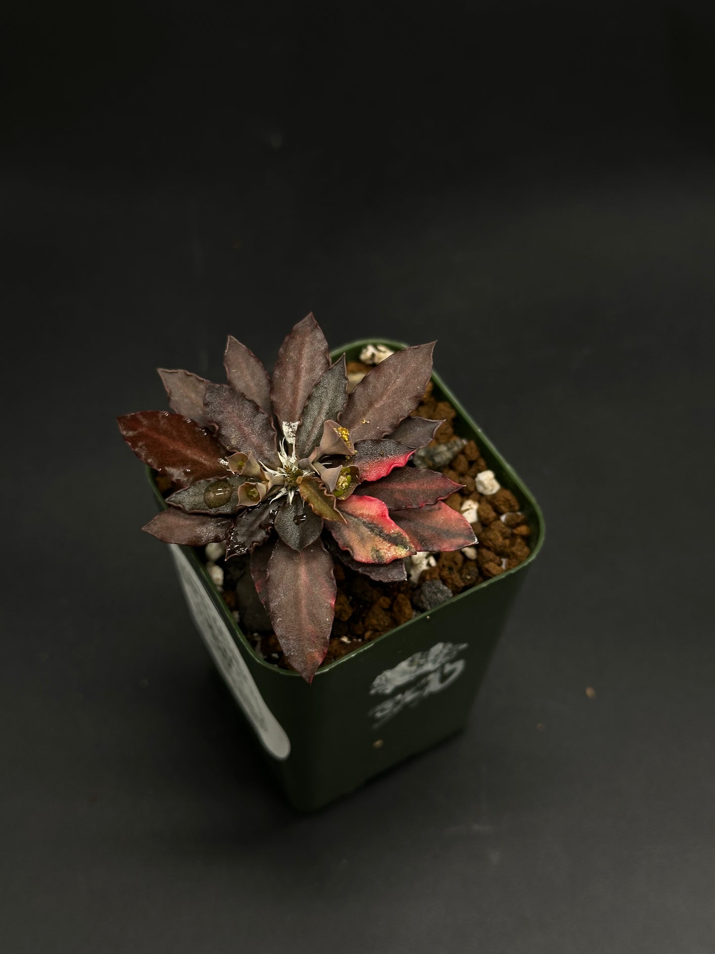 Euphorbia Francoisii 'Generation 1' Variegated in a 2.5-inch green pot, displaying variegated, lanceolate leaves with water droplets and salt deposits.