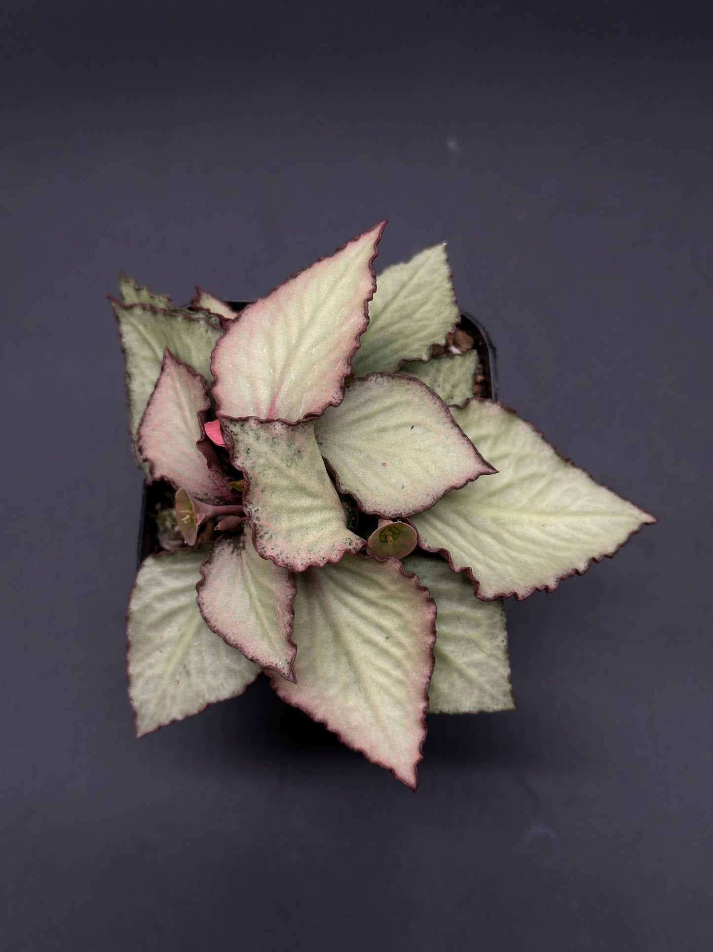 Euphorbia Francoisii 'Generation 2' Green in a 2-inch pot features intricately patterned pink and white leaves with a unique branching structure.