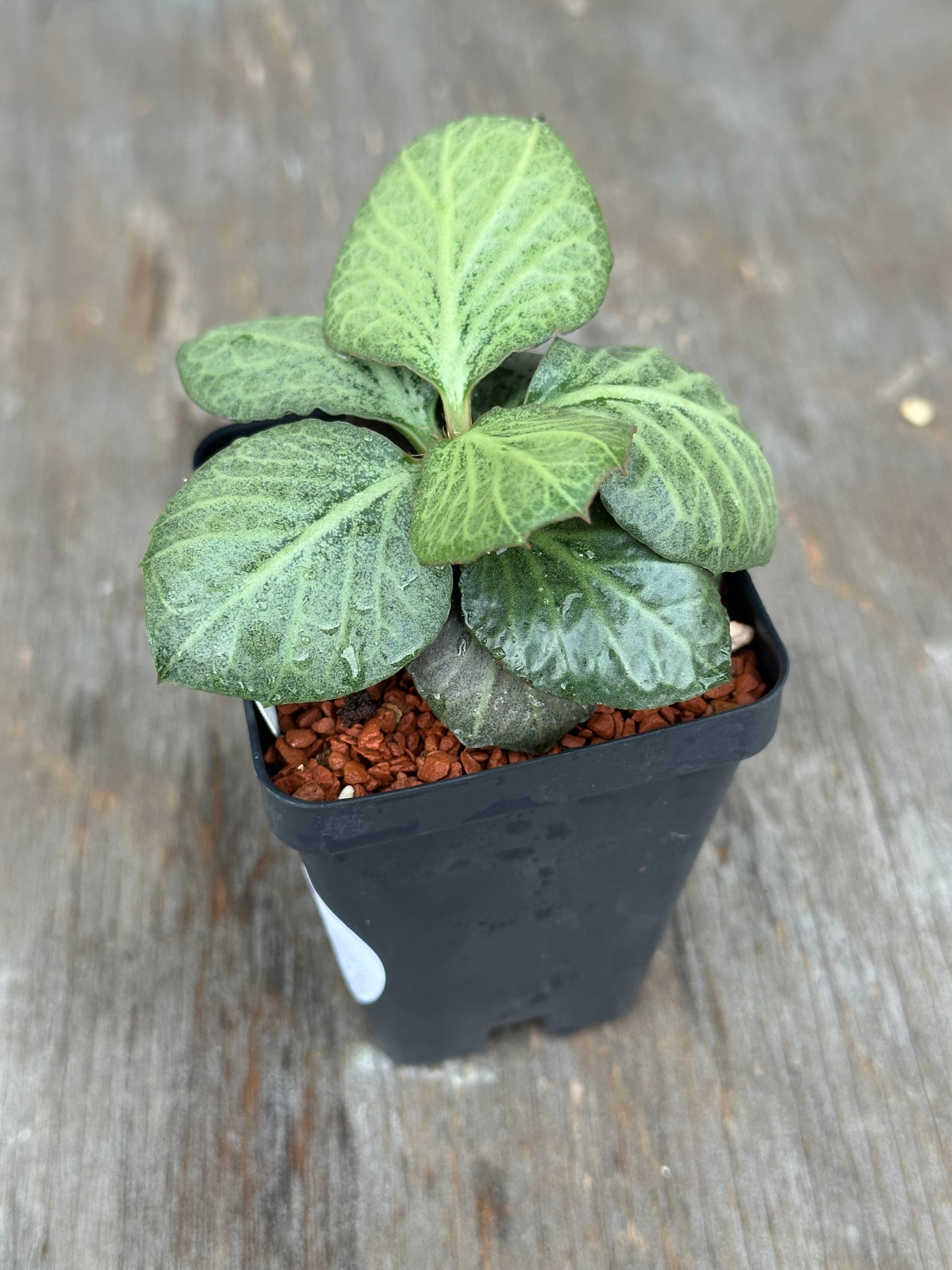 Euphorbia Francoisii Generation 2 Green Fishtail 727WEB035