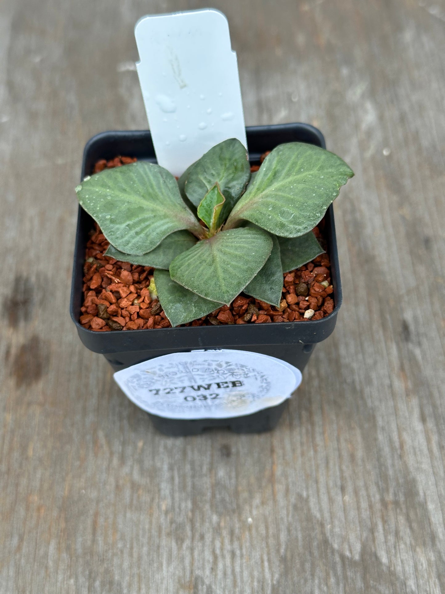 Euphorbia Francoisii Generation 2 Green Spade 727WEB032