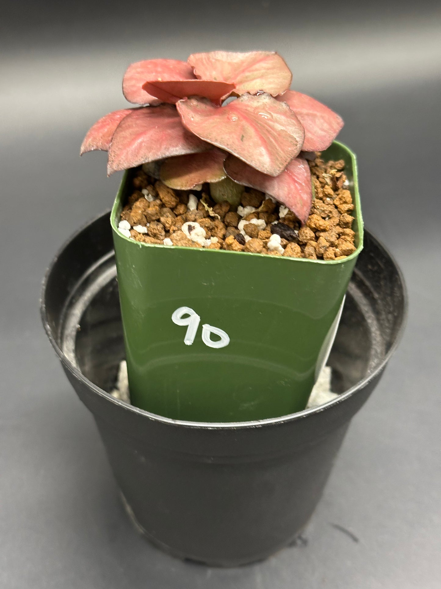 Euphorbia Francoisii 'Generation 2' Red in a green pot with pink-red fleshy leaves arranged in a rosette, set in a gritty pumice mix.