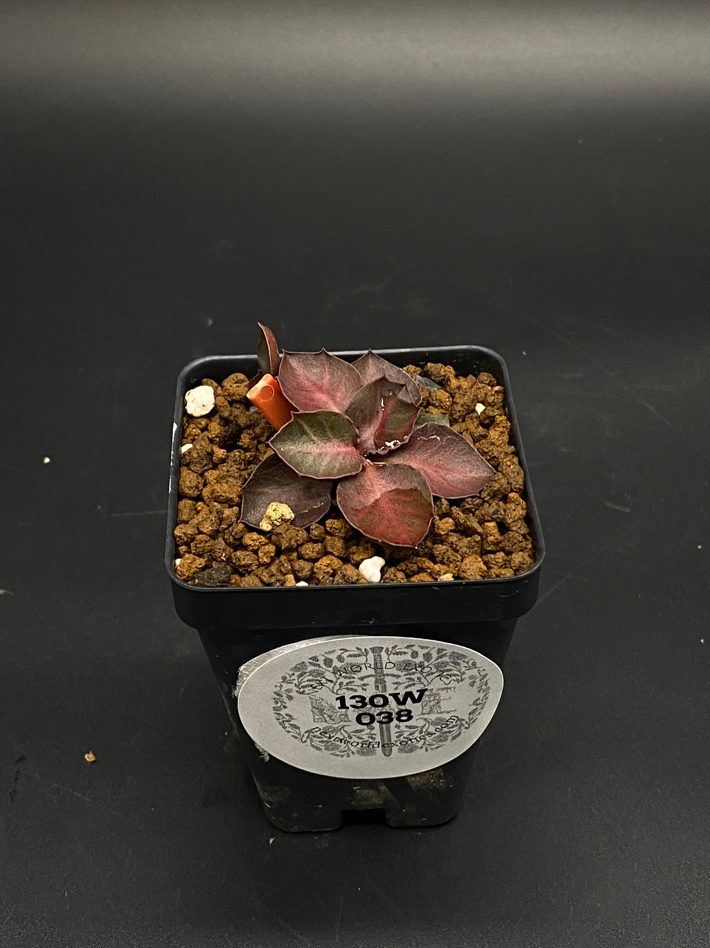 Euphorbia Francoisii 'Generation 2' Red (130W038) in a small nursery pot with coarse growing medium, displaying a tight rosette of deep burgundy-purple leaves.