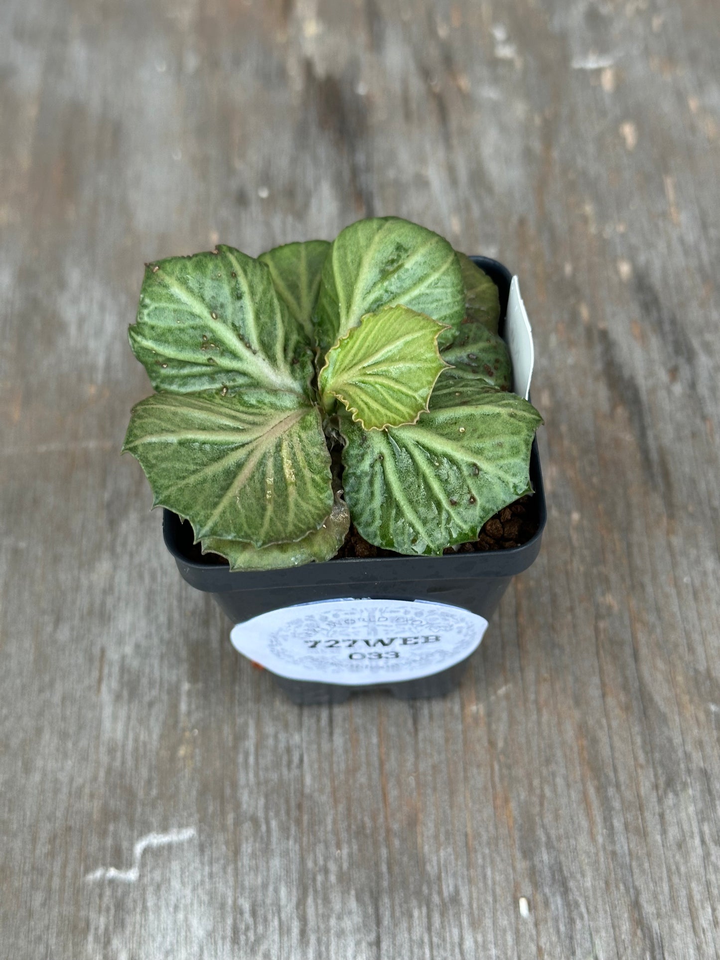 Euphorbia Francoisii Generation 3 Green 727WEB033