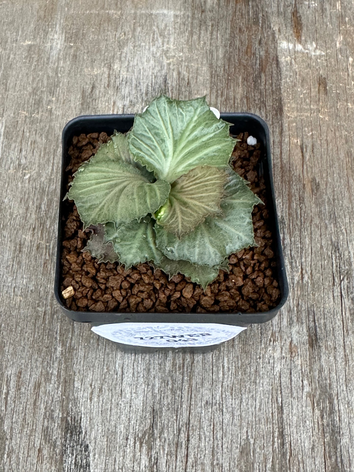 Euphorbia Francoisii Generation 3 Green Maple Leaf 727WEB043
