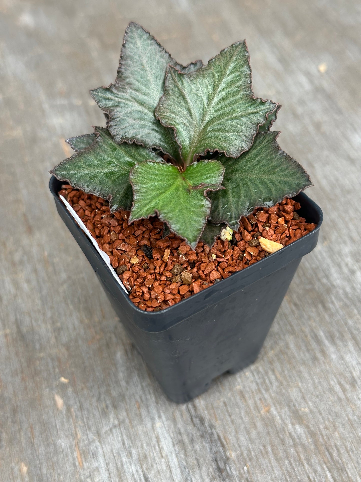Euphorbia Francoisii Generation 3 Green Maple Leaf 803WEB010