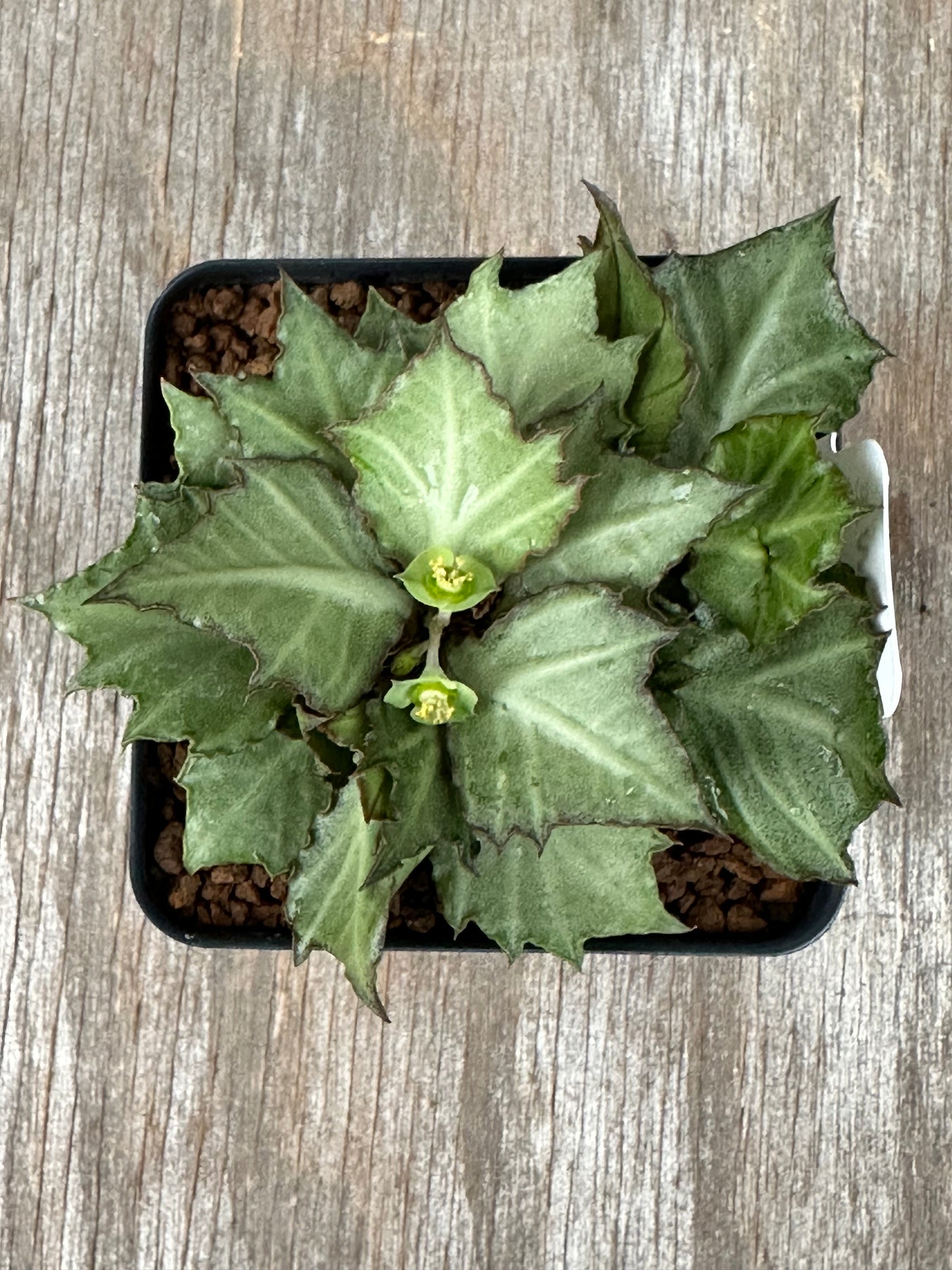 Euphorbia Francoisii Generation 3 Green Silver Dark Margins 721PS308