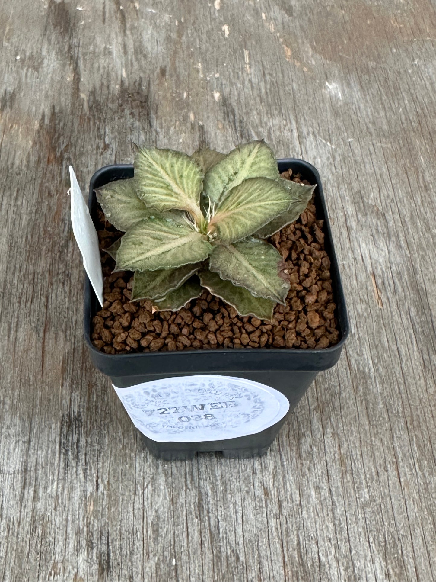 Euphorbia Francoisii Generation 3 Pink Blush 727WEB038