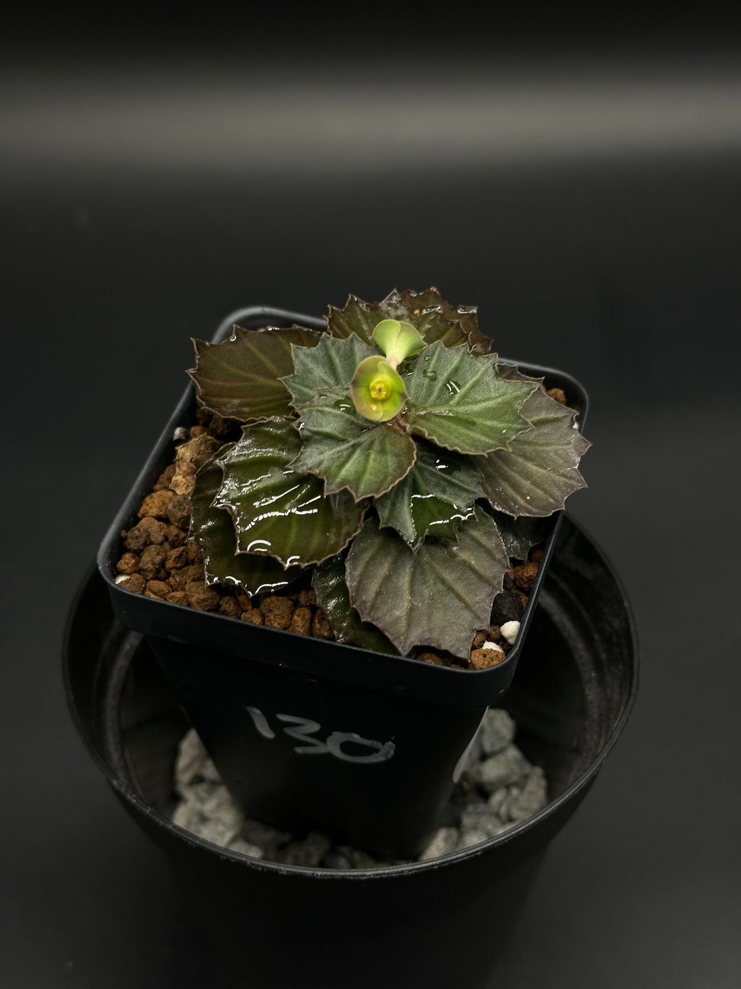 Euphorbia Francoisii 'Generation 3' Purple in a square black pot with glossy scalloped leaves, tiny central flower, and gritty drainage mix.
