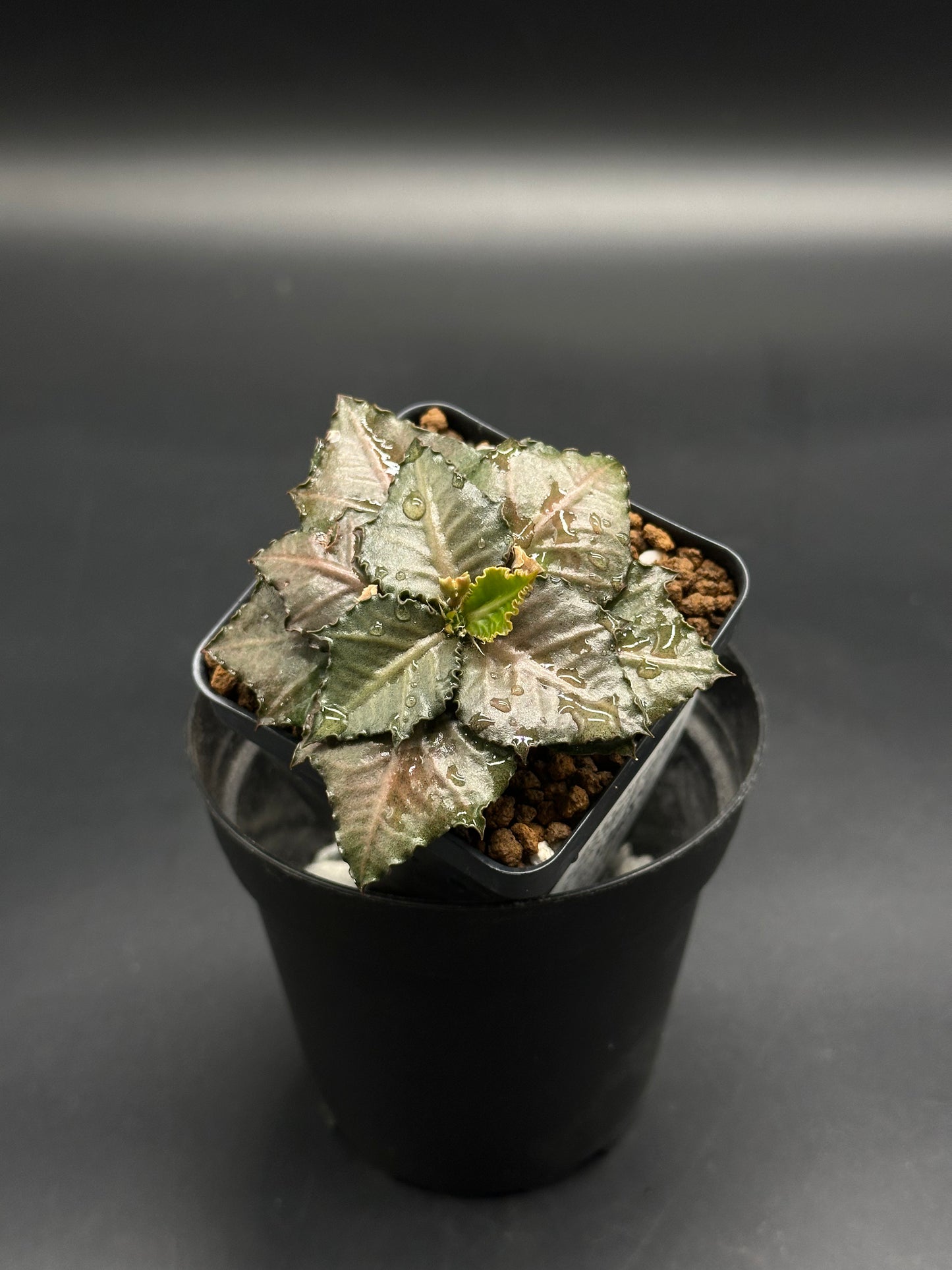 Euphorbia Francoisii 'Generation 3' Red in a black pot, displaying star-shaped, serrated leaves with a metallic sheen, potted in a free-draining mix.