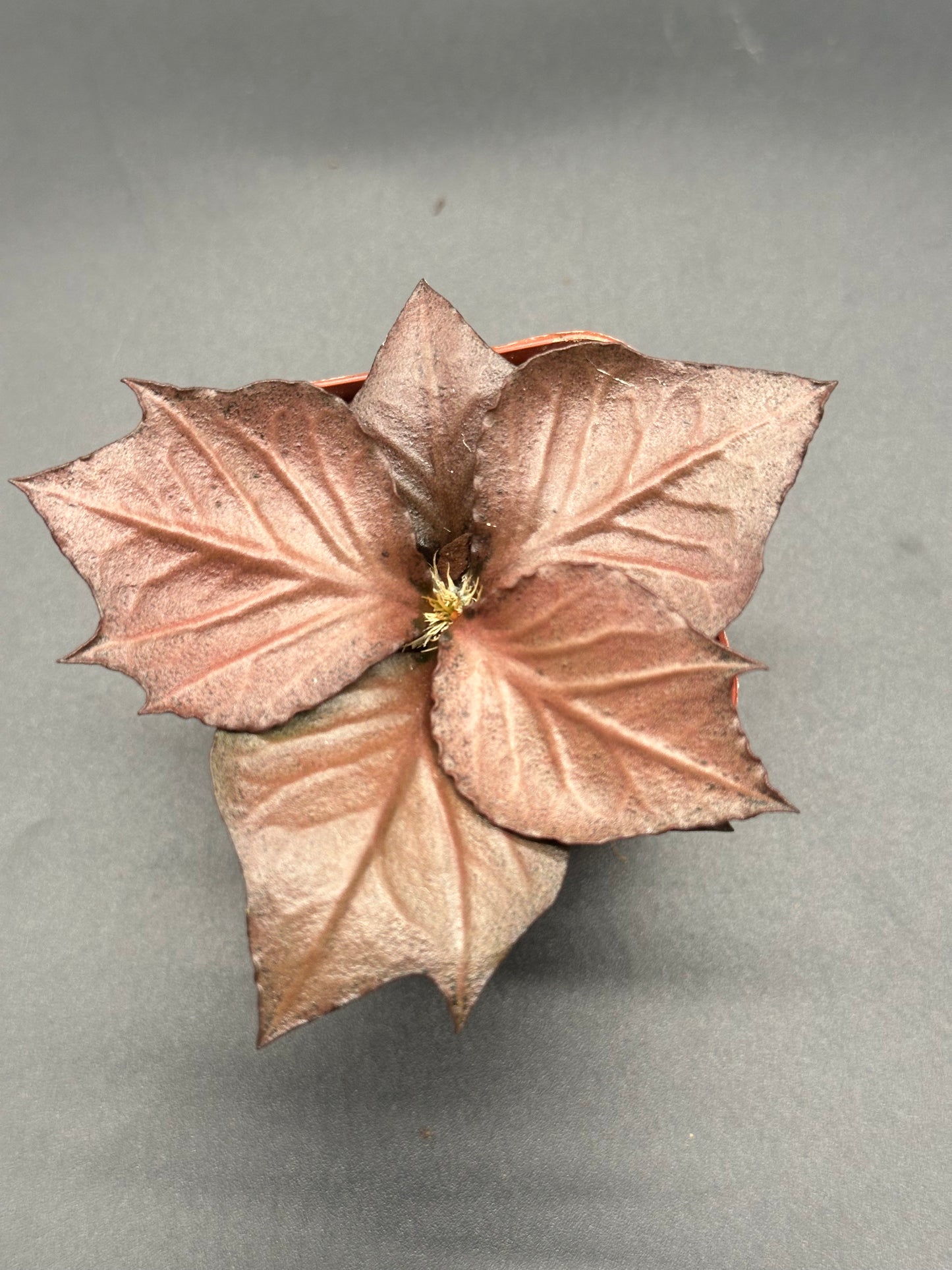 Euphorbia Francoisii 'Generation 3' Red in a 2-inch pot, featuring distinctive maple-leaf shaped foliage with thick, sinuous branches.