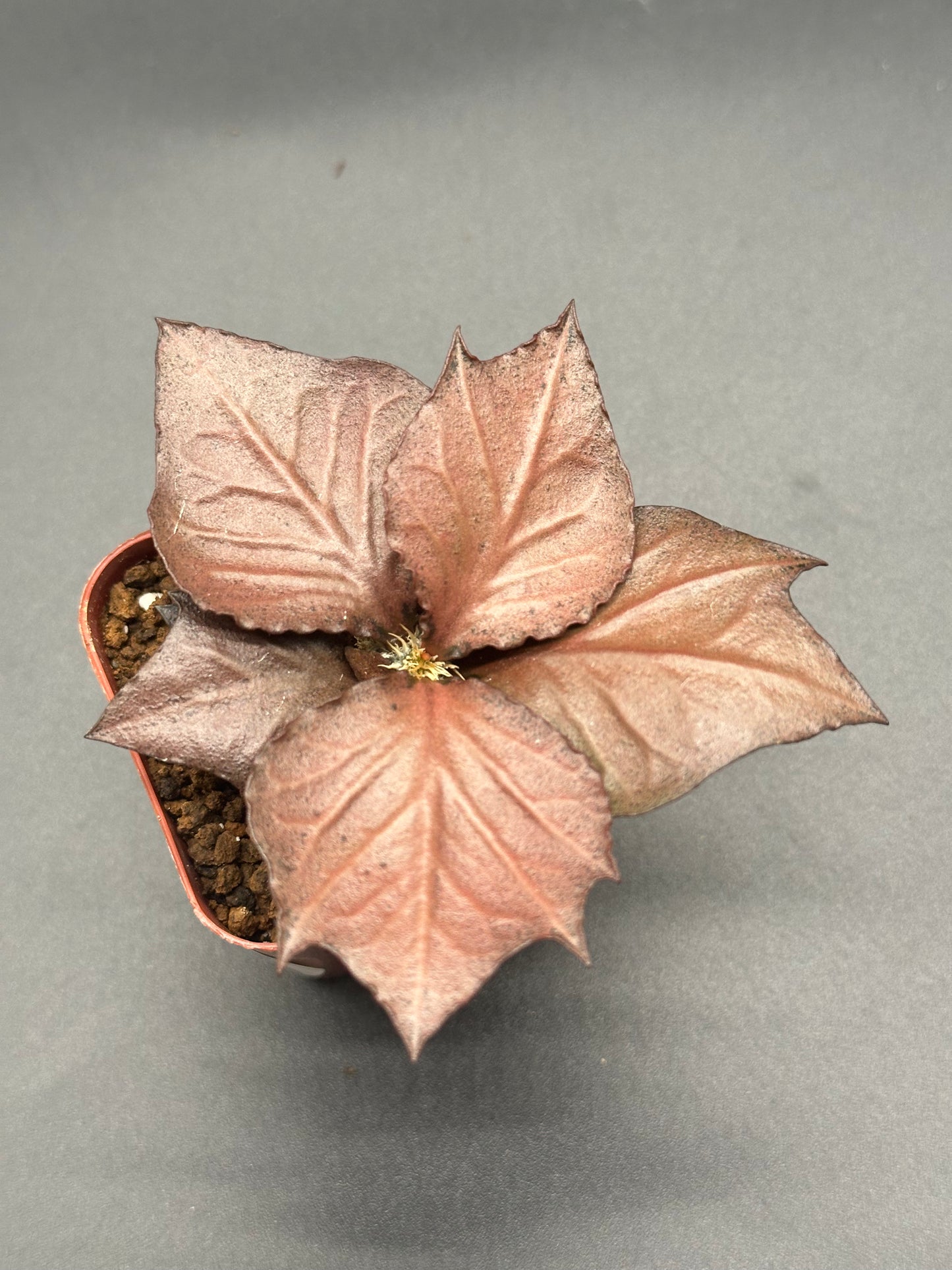 Euphorbia Francoisii 'Generation 3' Red in a pot, showcasing maple-leaf-shaped foliage with thick branches and a compact form, in a 2-inch pot.