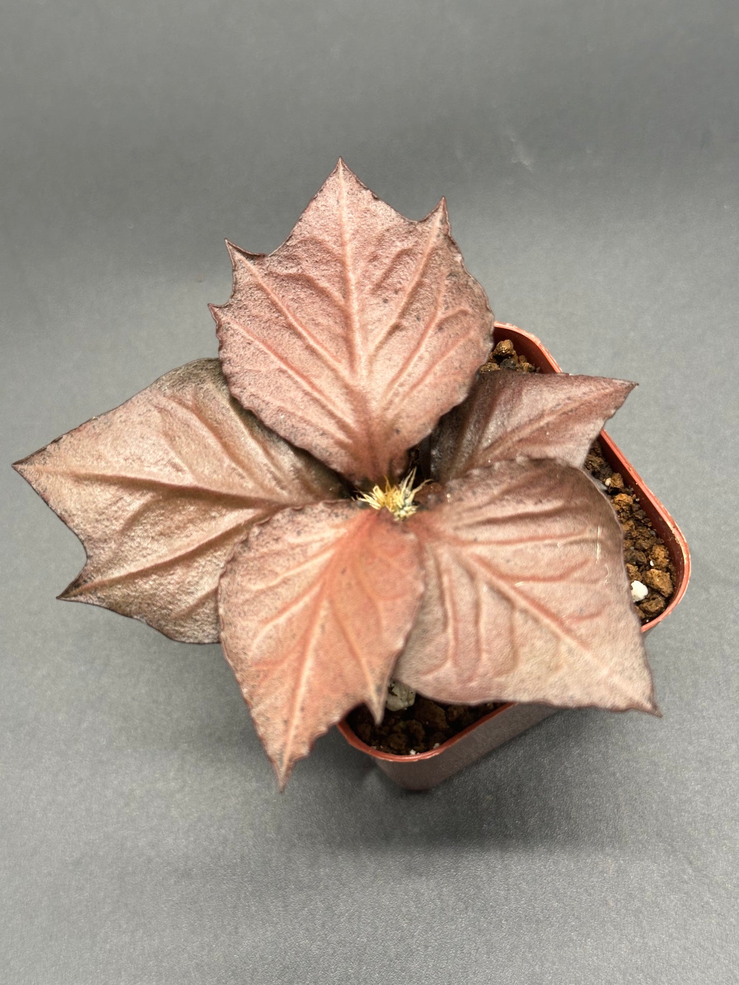Euphorbia Francoisii 'Generation 3' Red in a 2-inch pot showcasing maple-leaf shaped foliage with intricate, thick branches, native to Madagascar.
