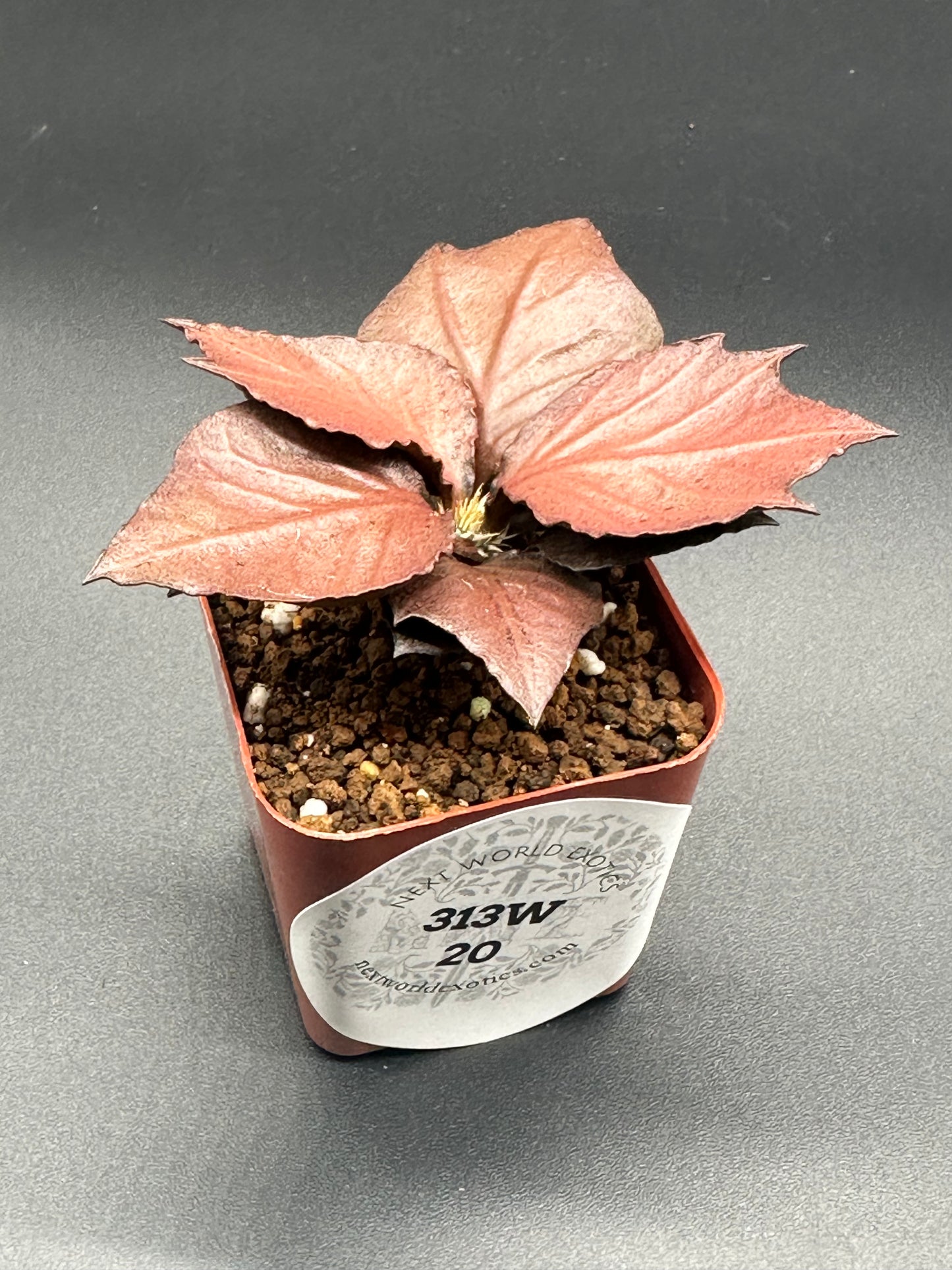 Euphorbia Francoisii 'Generation 3' Red in a pot, showcasing maple-like foliage and brown rocks, with a visible white label.