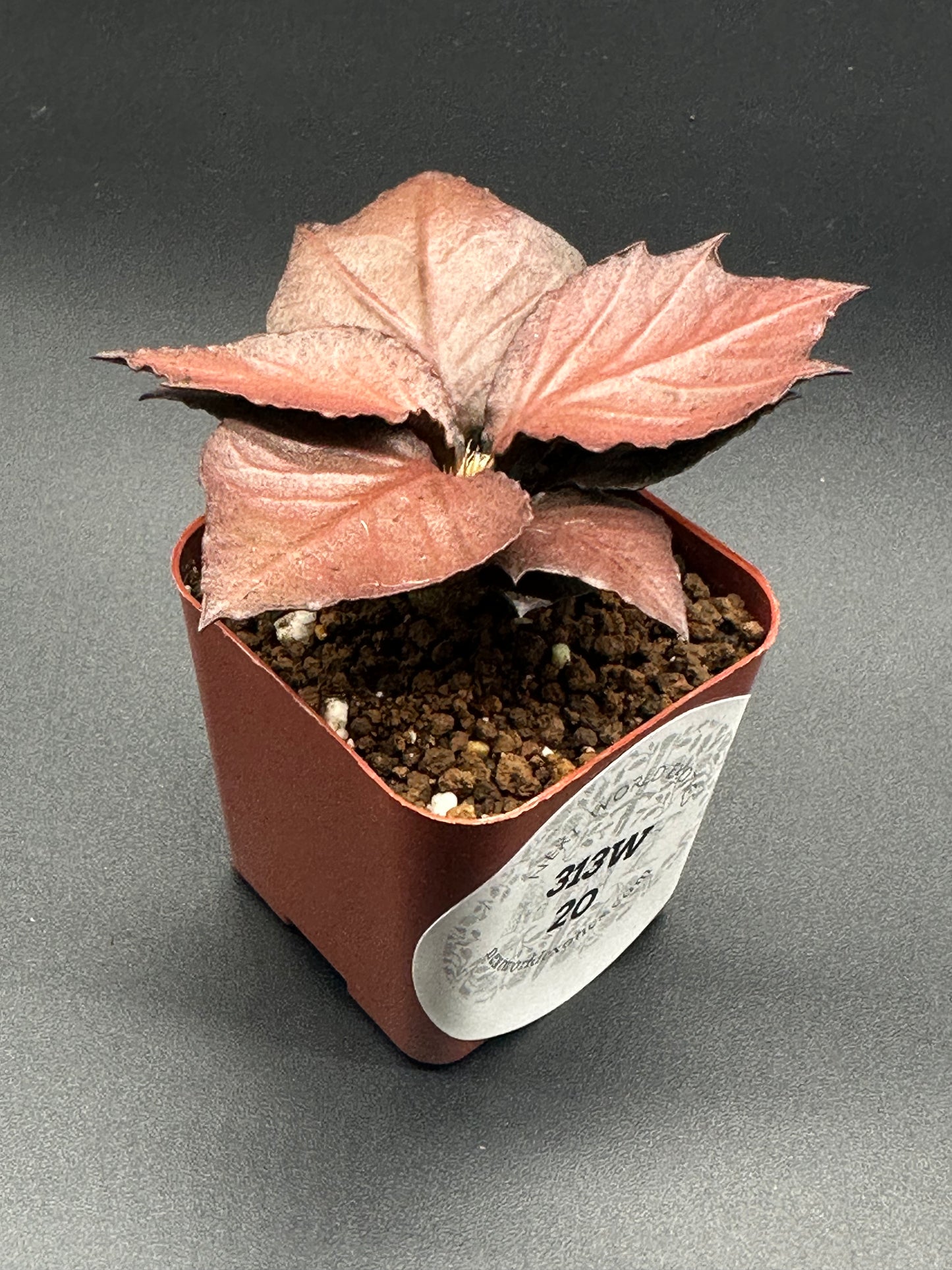Euphorbia Francoisii 'Generation 3' Red, a potted succulent with distinctive maple-like foliage, showcasing thick branches and a compact form in a 2-inch pot.
