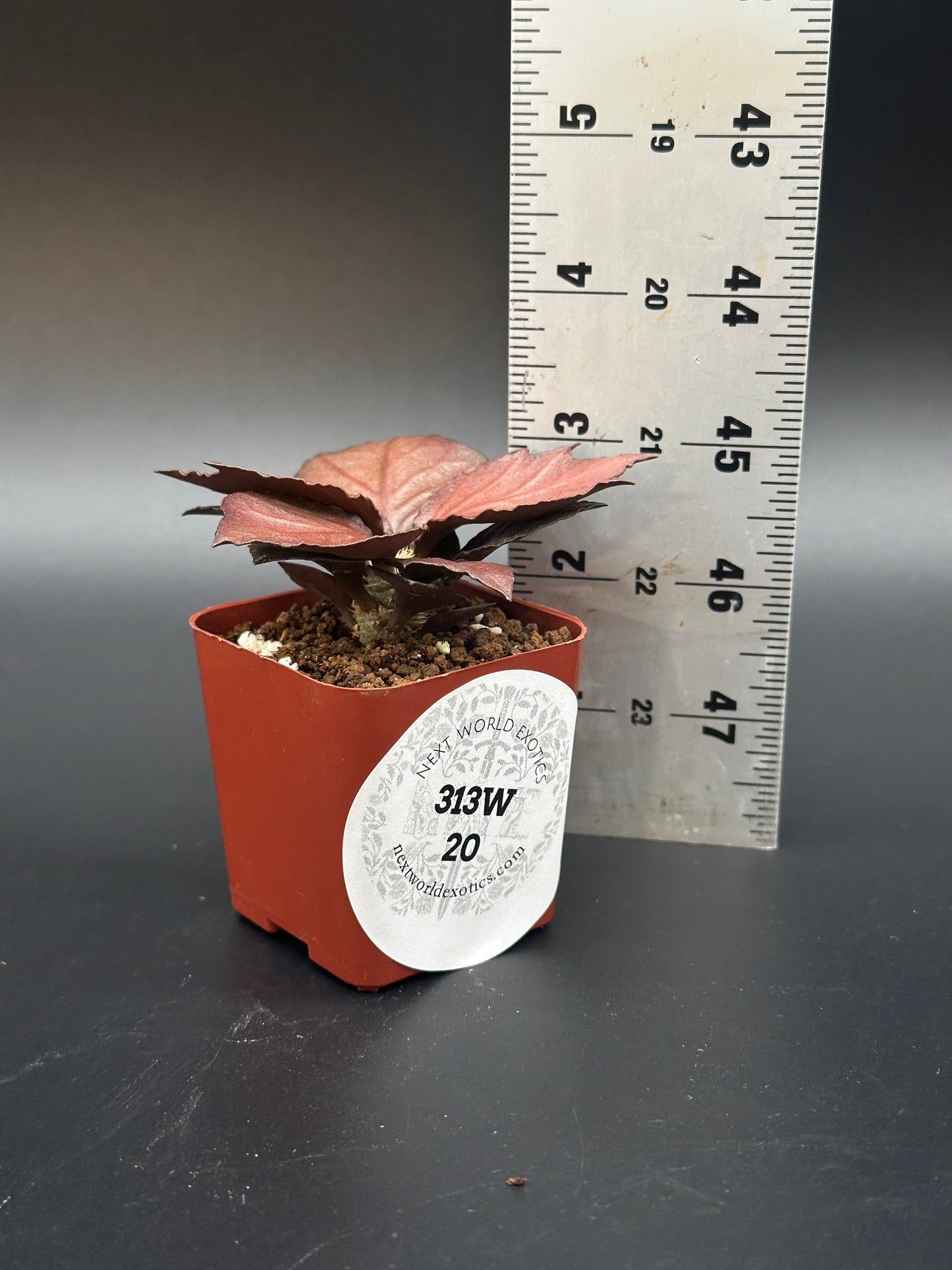 Euphorbia Francoisii 'Generation 3' Red in a 2-inch pot, displayed next to a ruler, showcasing its compact, maple-leaf shaped foliage.