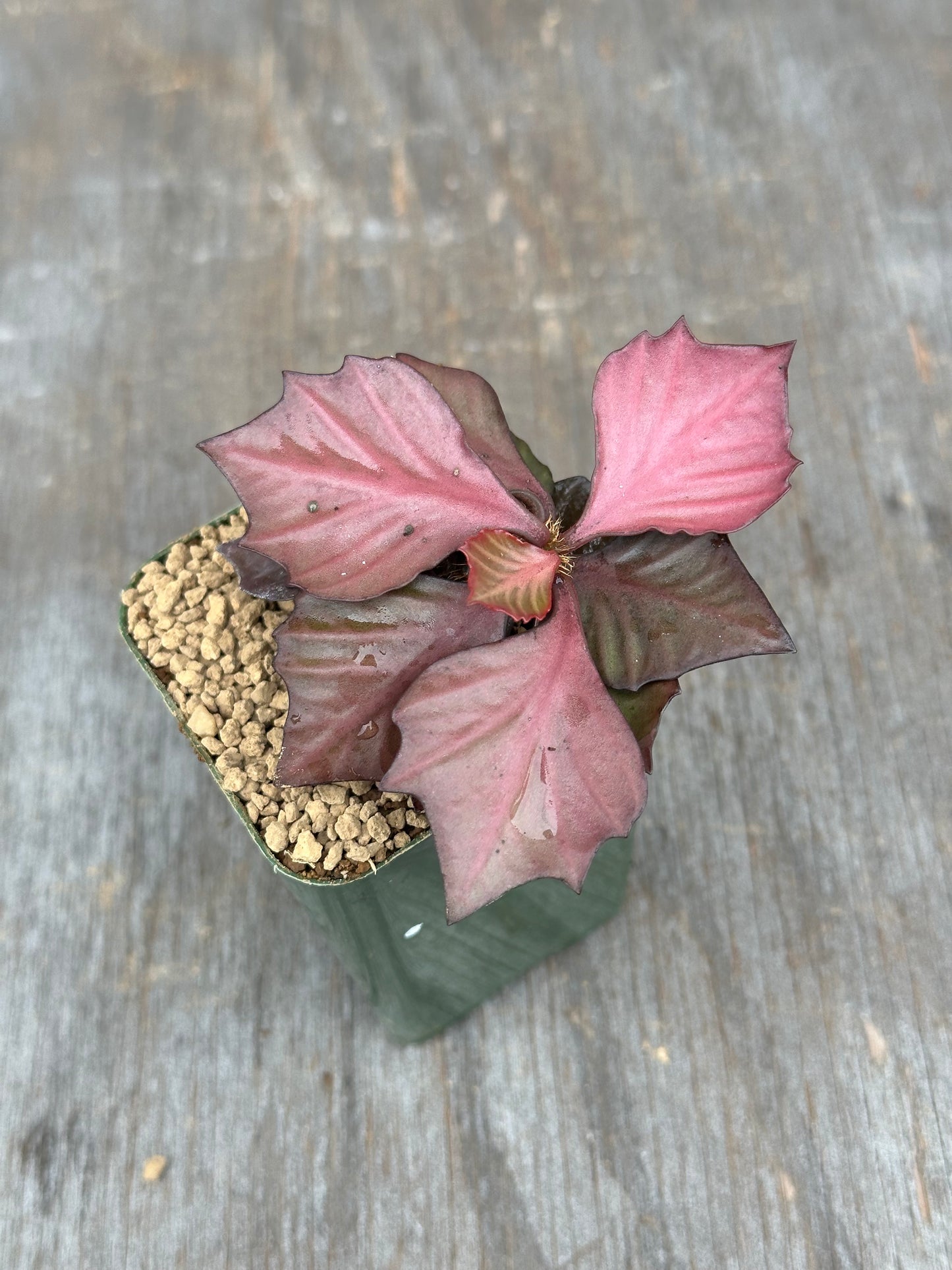 Euphorbia Francoisii Generation 3 Red 803WEB008