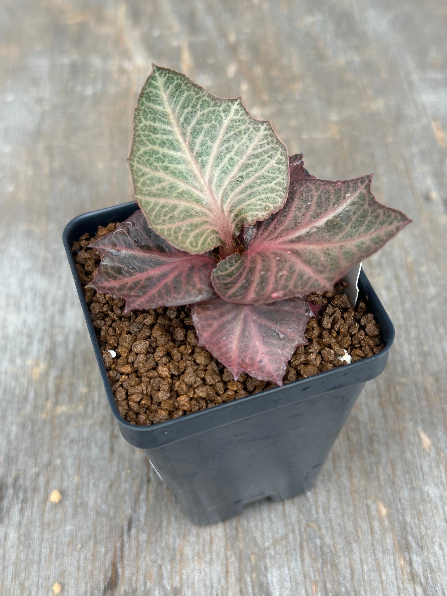 Euphorbia Francoisii Generation 3 Red Vein 803WEB009