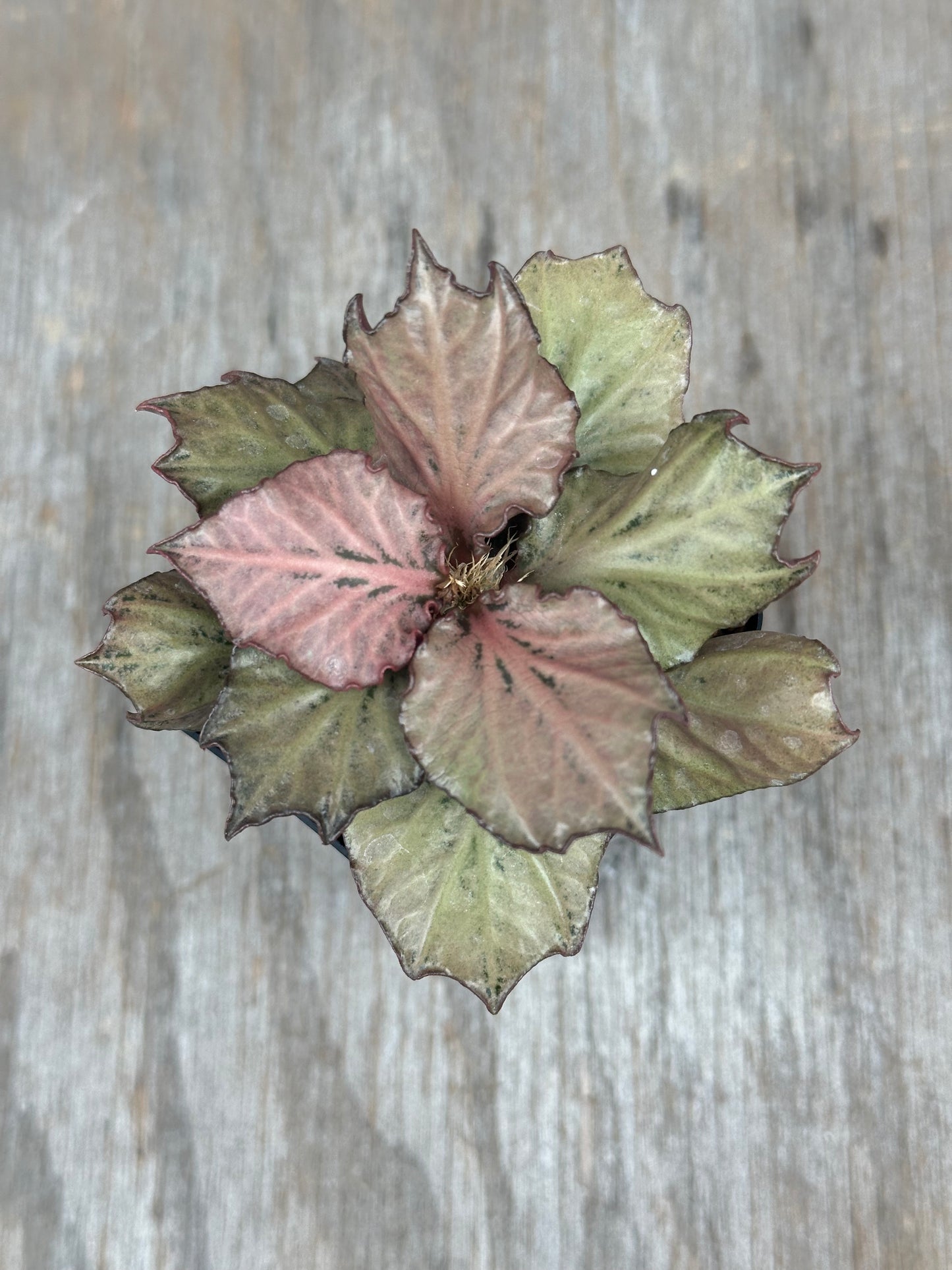 Euphorbia Francoisii Gen 3 Pink Silver Blush 803WEB031