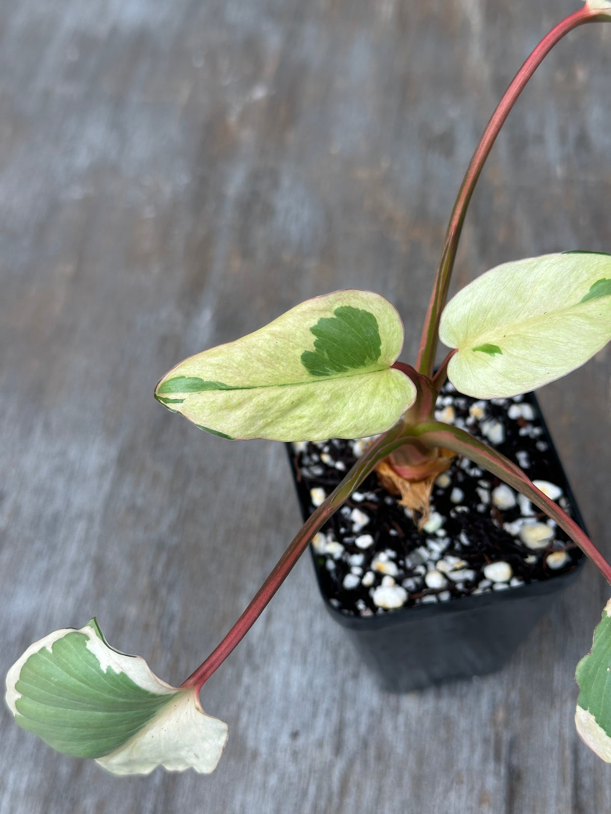 Homalomena Rubescens 'Marshmallow'