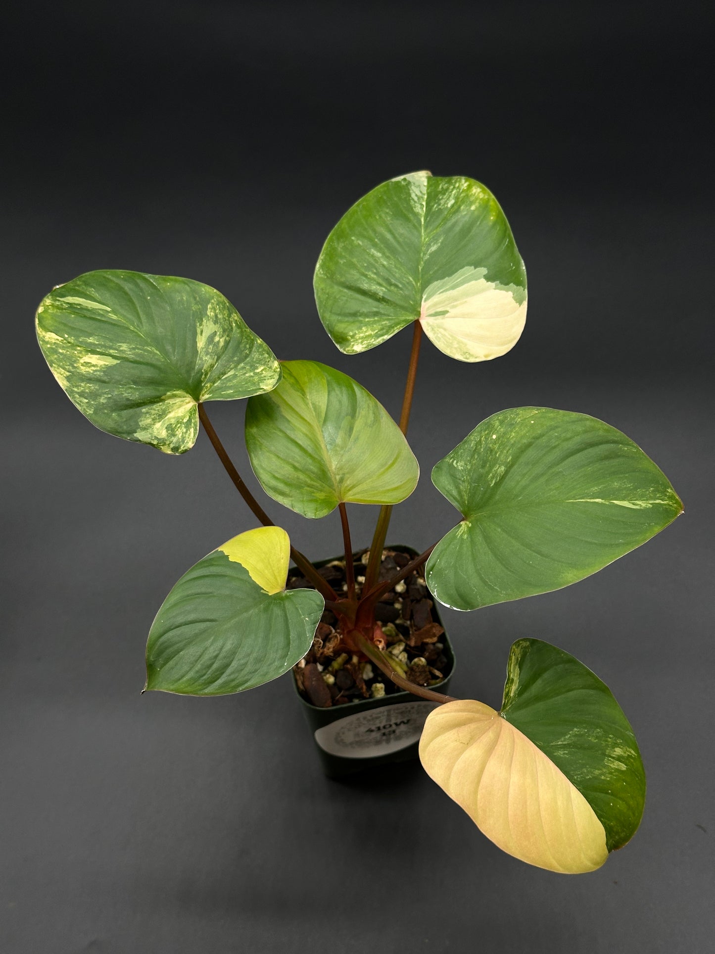 Pink Variegated Homalomena Rubescens in a small pot, showcasing lush green and white leaves with rare tropical appeal. Ideal for exotic houseplant enthusiasts.
