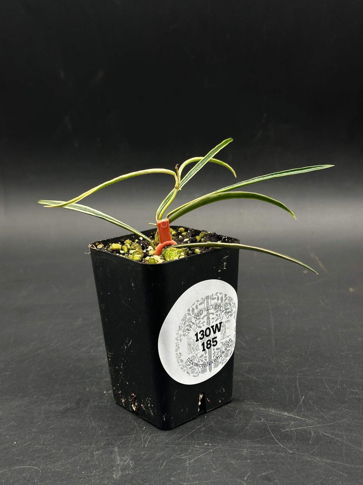 Hoya acicularis ‘Albomarginata’ (130W185) in a black nursery pot with variegated needle-like leaves, supported by a red clip, showcasing exotic houseplant appeal.