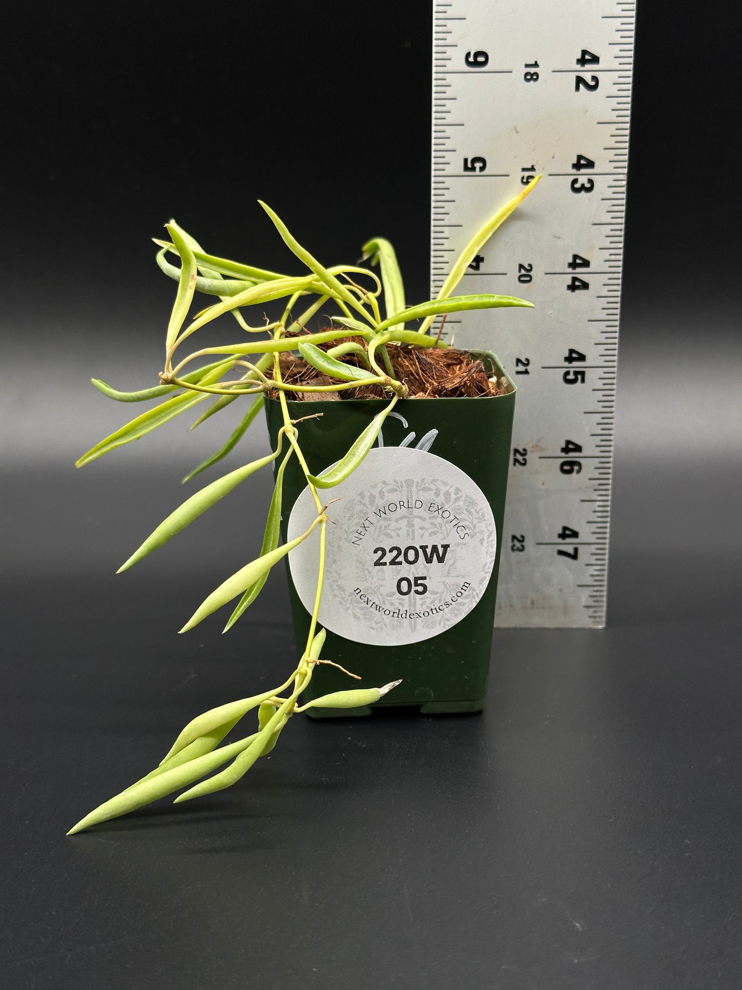 Hoya Acicularis Mutate in a 2.25-inch pot next to a ruler, showcasing plant size for Next World Exotics' rare houseplant collection.