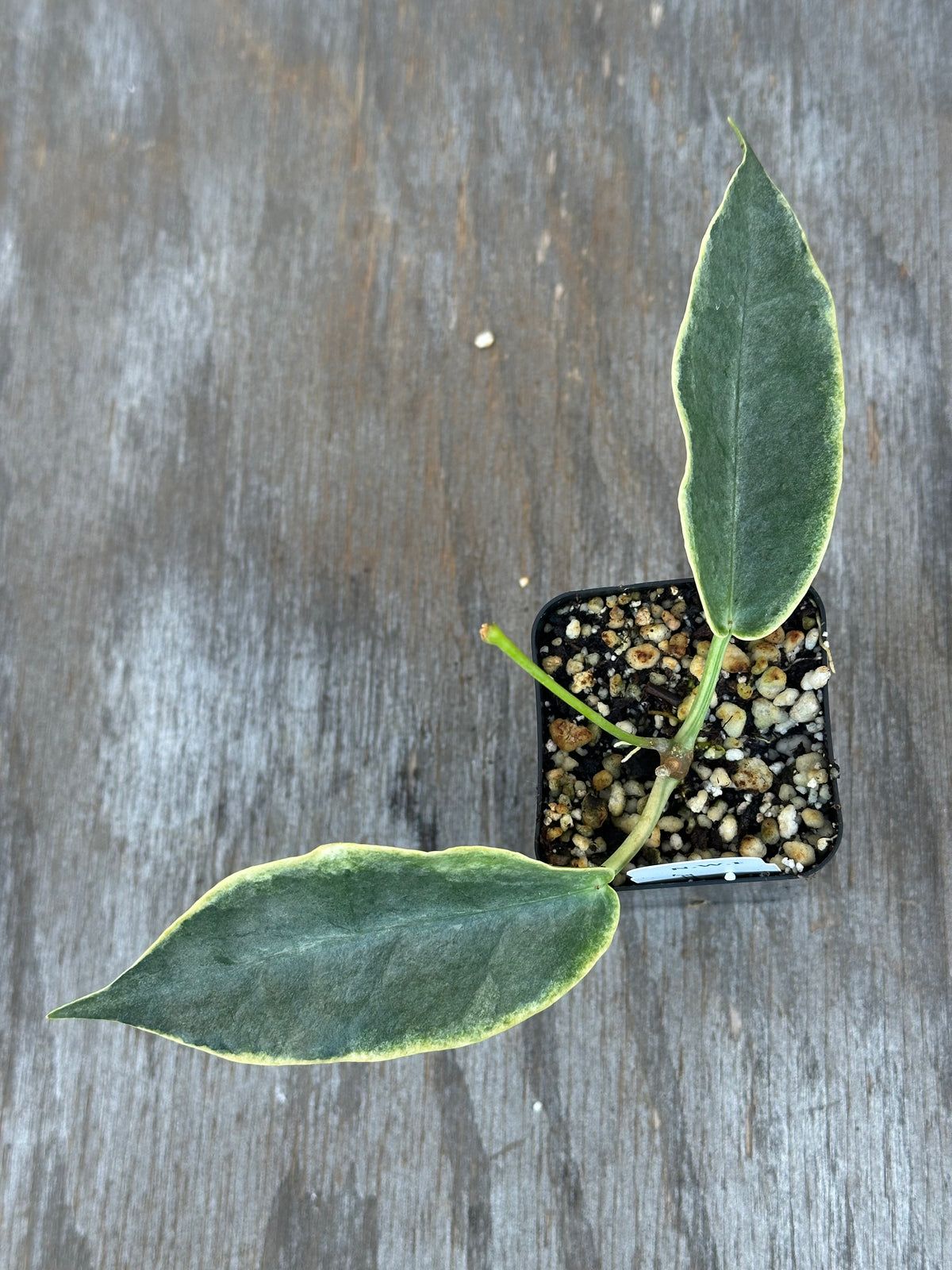Hoya Archiboldiana Albomarginata