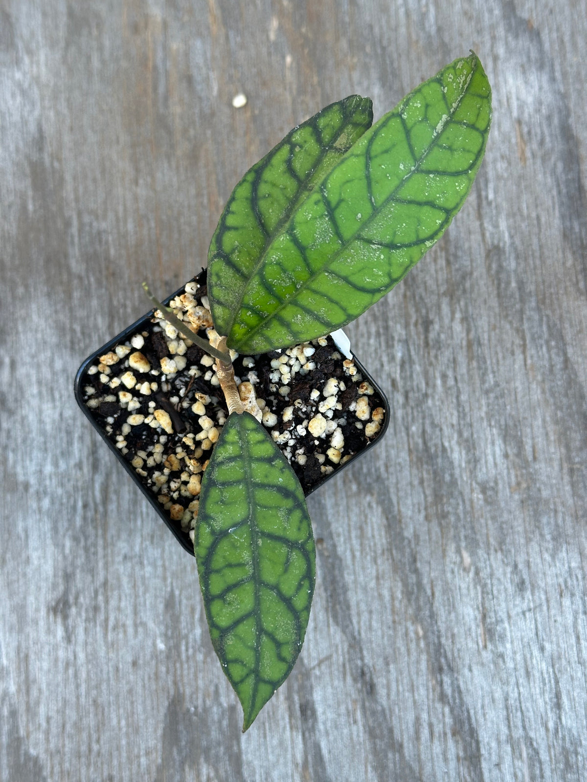 Hoya Callistophylla 'Pink Splash'