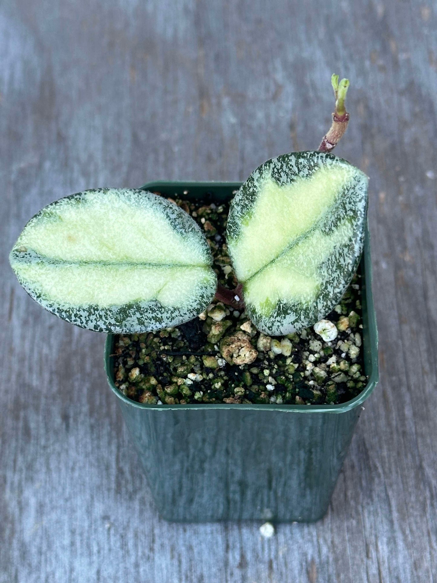 Hoya 'Argentea Princess' (HAP1) 🌱: A potted houseplant with thick, variegated leaves, ideal for indoor cultivation.