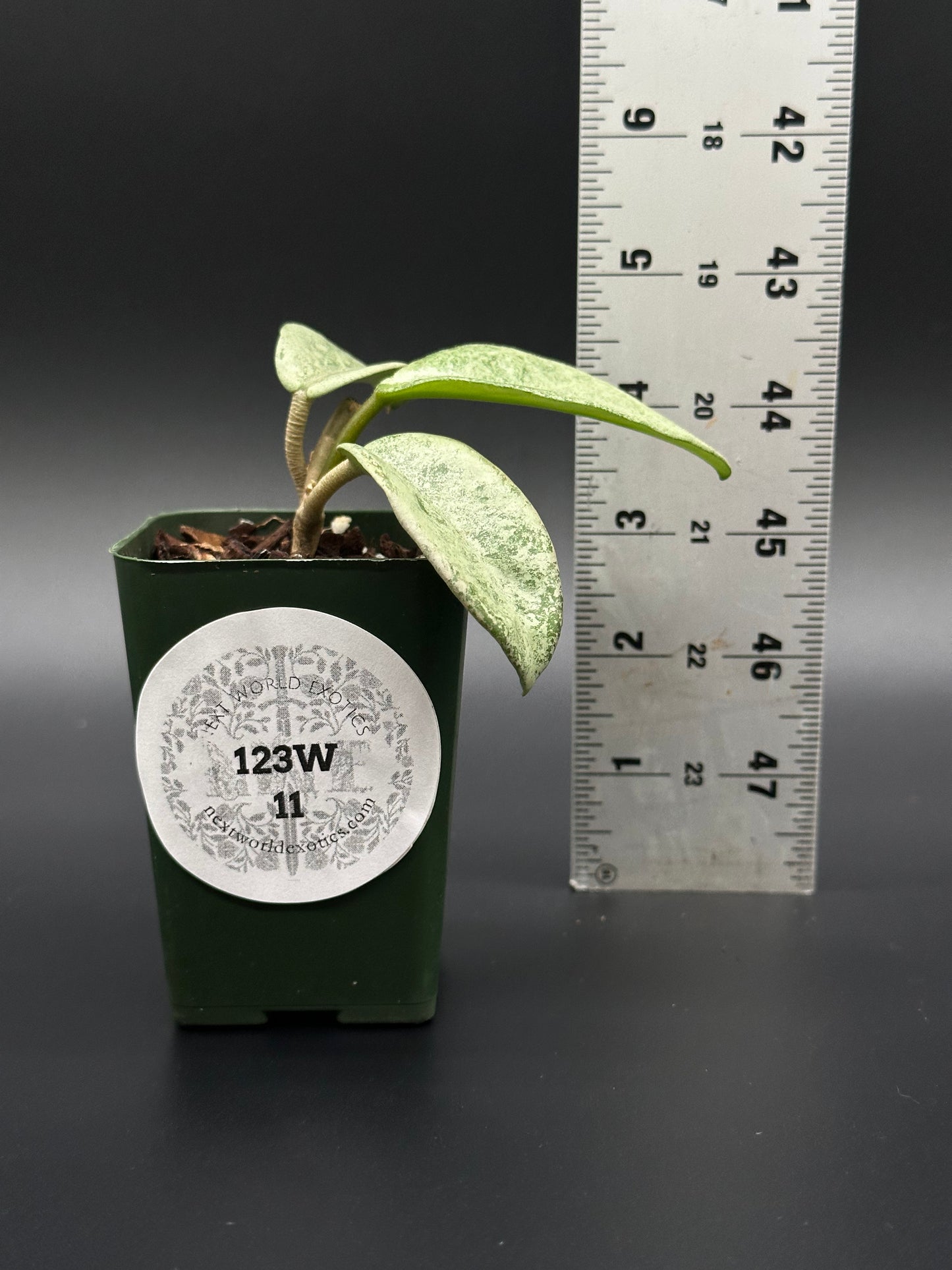 Hoya Carnosa 'Nova Ghost' in a 2.25-inch pot beside a ruler, highlighting plant size; ideal for exotic houseplant collectors.