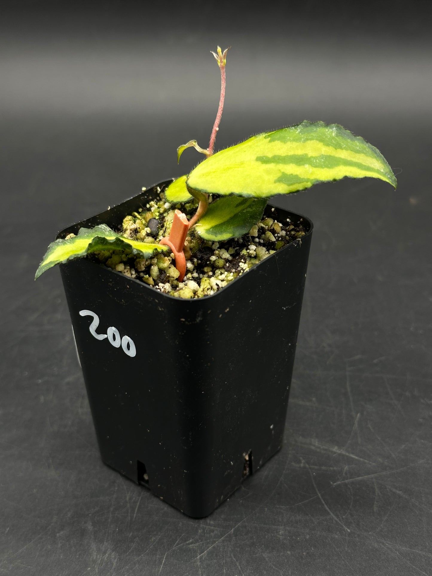 Hoya caudata 'Inner Variegated' cutting in a labeled pot, showing yellow-green variegated leaves and a new shoot, planted in soilless mix.