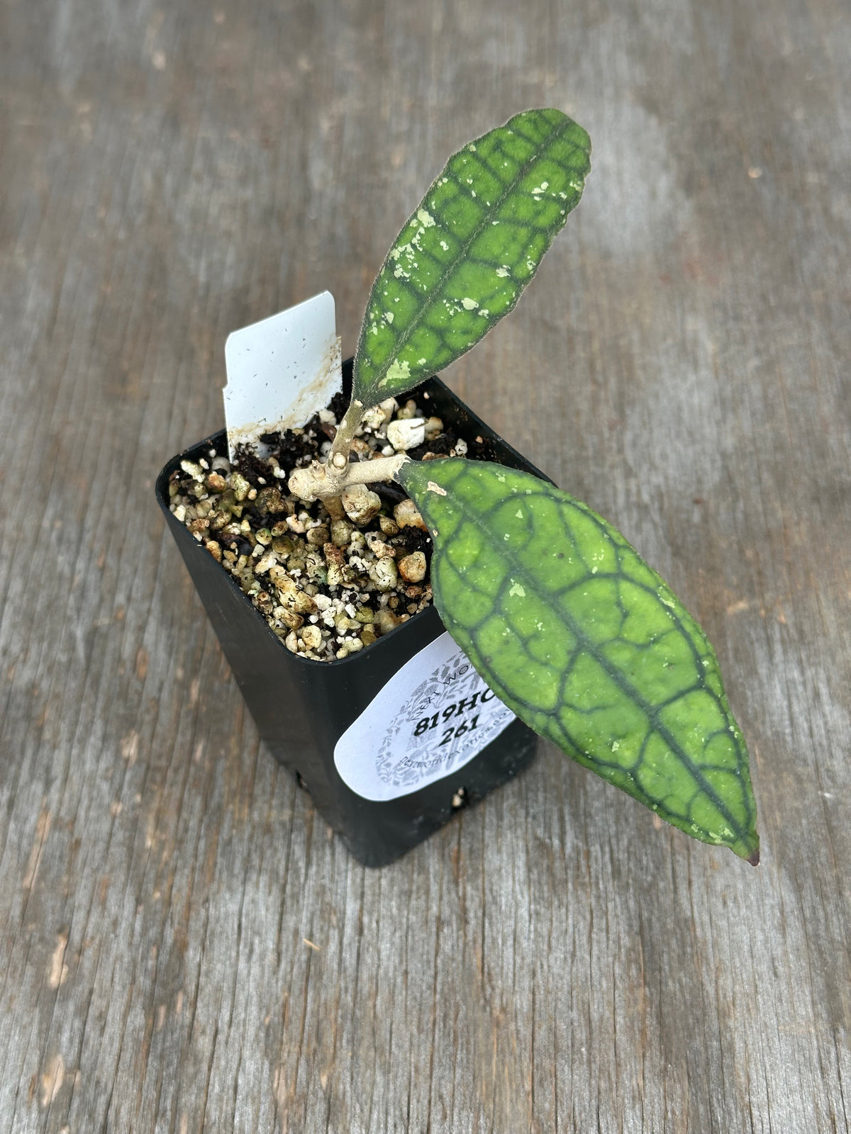Hoya Clemensiorum Black Splash
