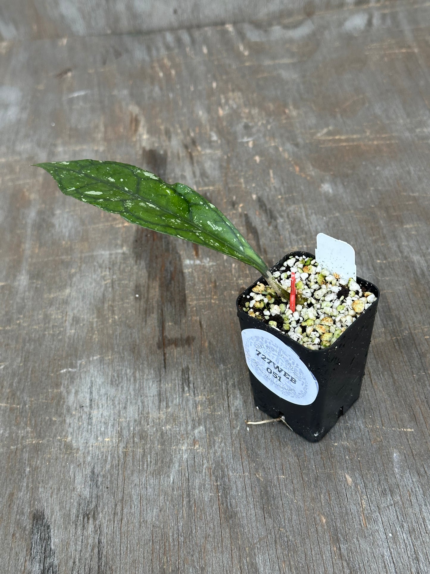 Hoya Clemensiorum 'Borneo Splash' 727WEB051