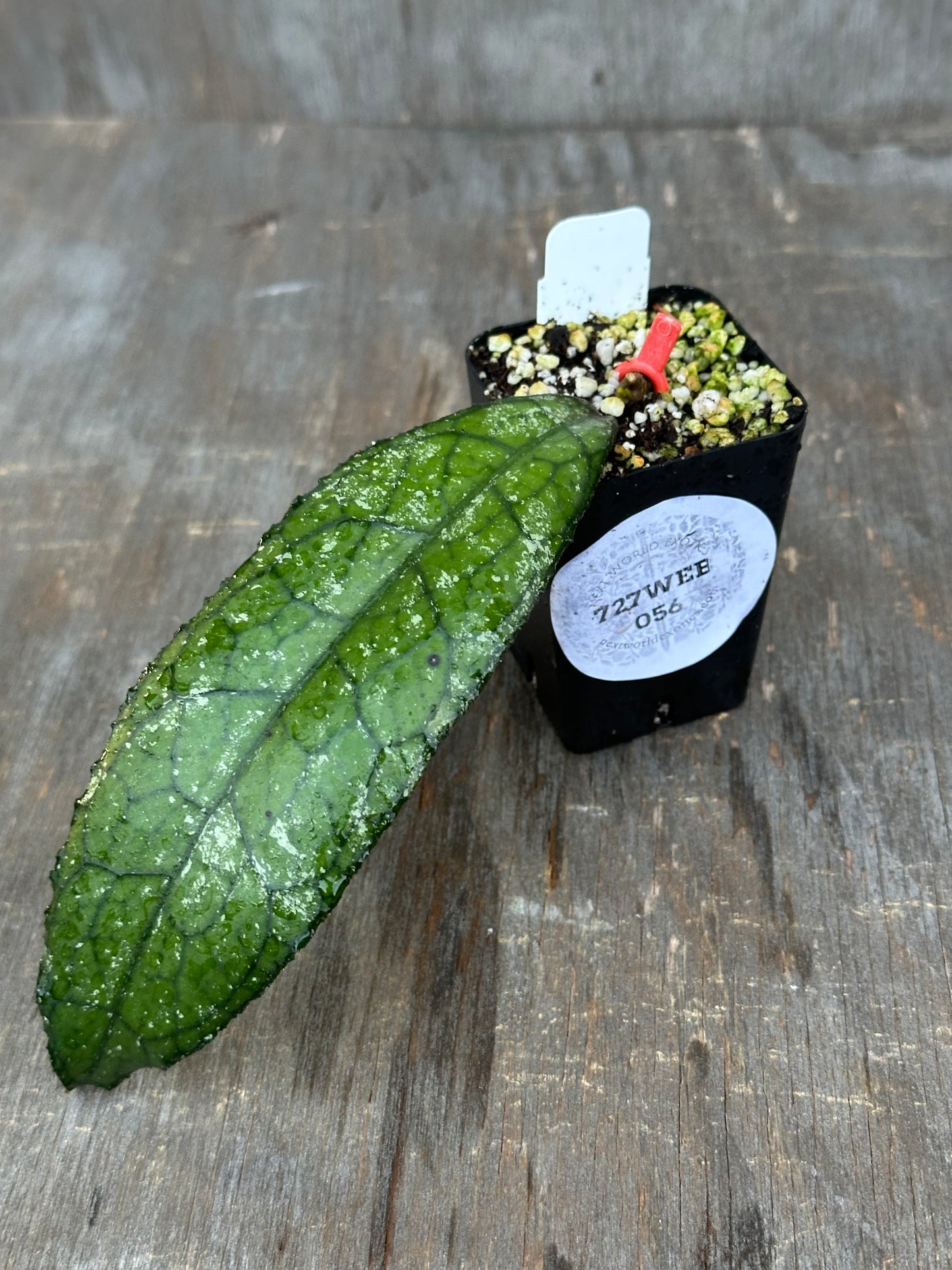 Hoya Clemensiorum 'Narrow Splash' 727WEB056