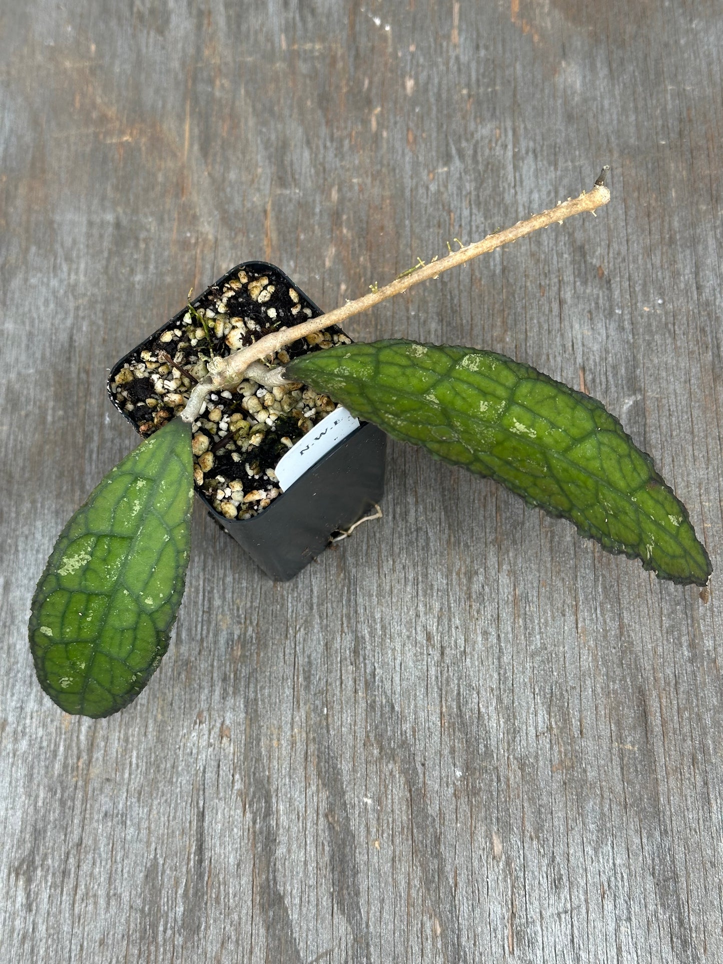 Hoya Clemensiorum Sumatra 803WEB023