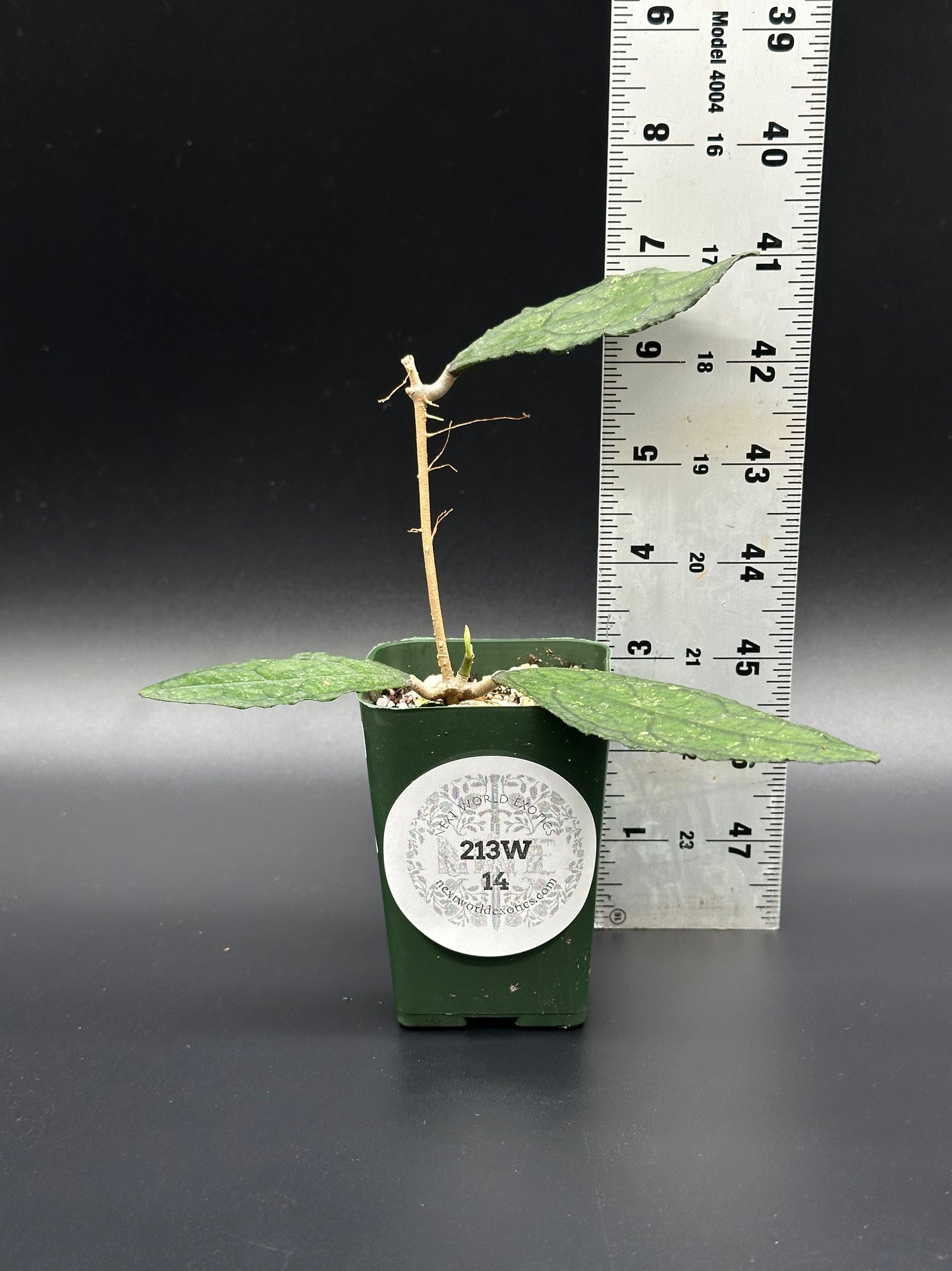 Hoya Clemensiorum 'Black Splash' in a 4-inch pot, displayed next to a ruler for size reference, featuring a white sticker on the pot.