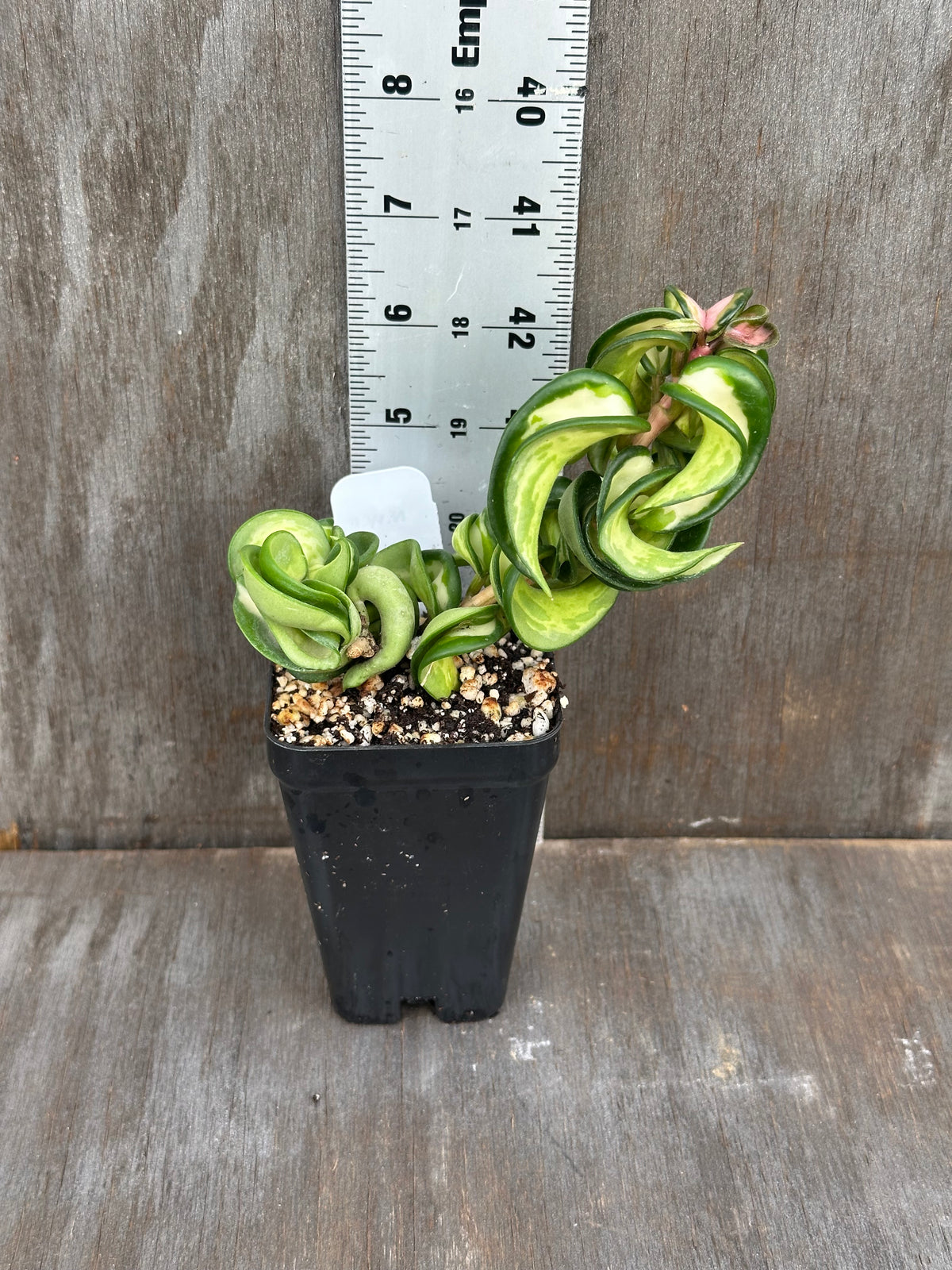 Hoya Compacta 'Mauna Loa' Variegated
