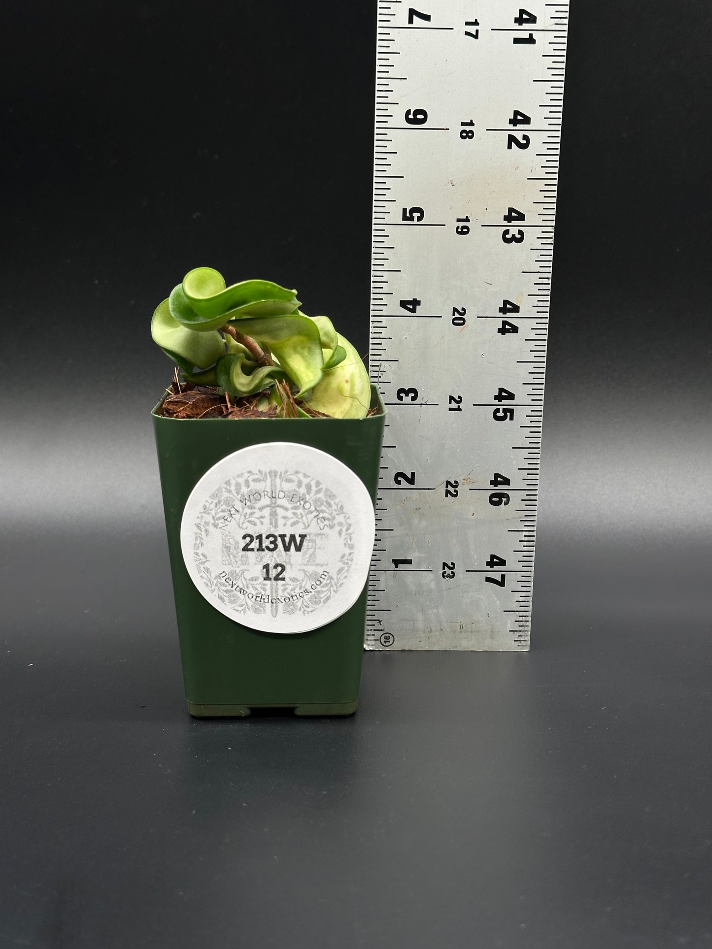 Hoya Compacta Variegata 'Mauno Loa' in a pot, positioned next to a white ruler for scale, showcasing its unique variegated leaves.