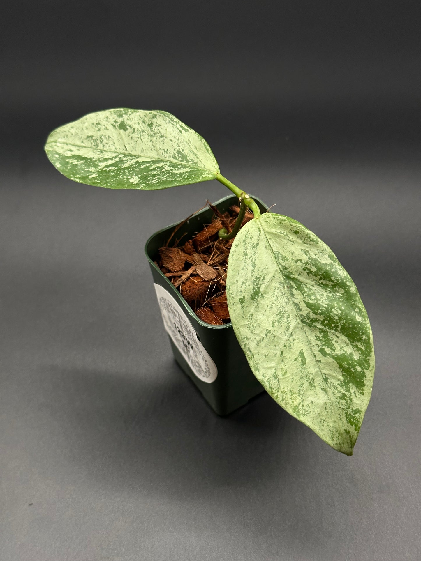 Hoya Coriacea 'Silver' in a 2.25-inch pot, showcasing lush green leaves. Ideal for exotic houseplant enthusiasts, available at Next World Exotics.