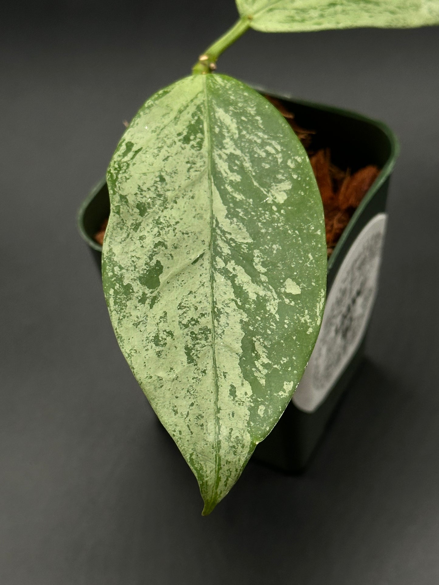 Hoya Coriacea 'Silver' in a 2.25-inch pot, showcasing its distinctive green leaves with white spots, ideal for exotic houseplant enthusiasts.