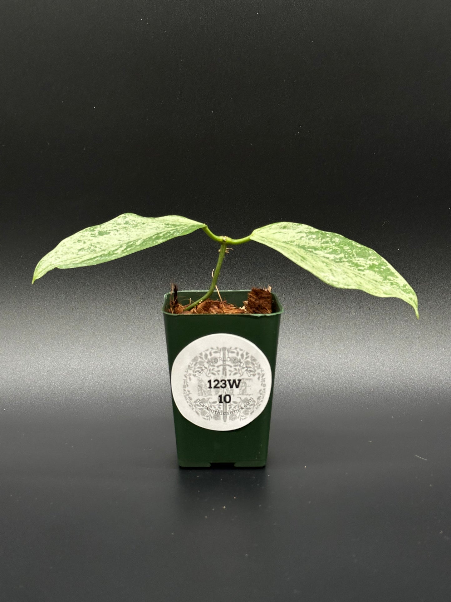 Hoya Coriacea 'Silver' in a small pot, showcasing its lush, green leaves. Perfect for collectors and enthusiasts of variegated tropical houseplants.