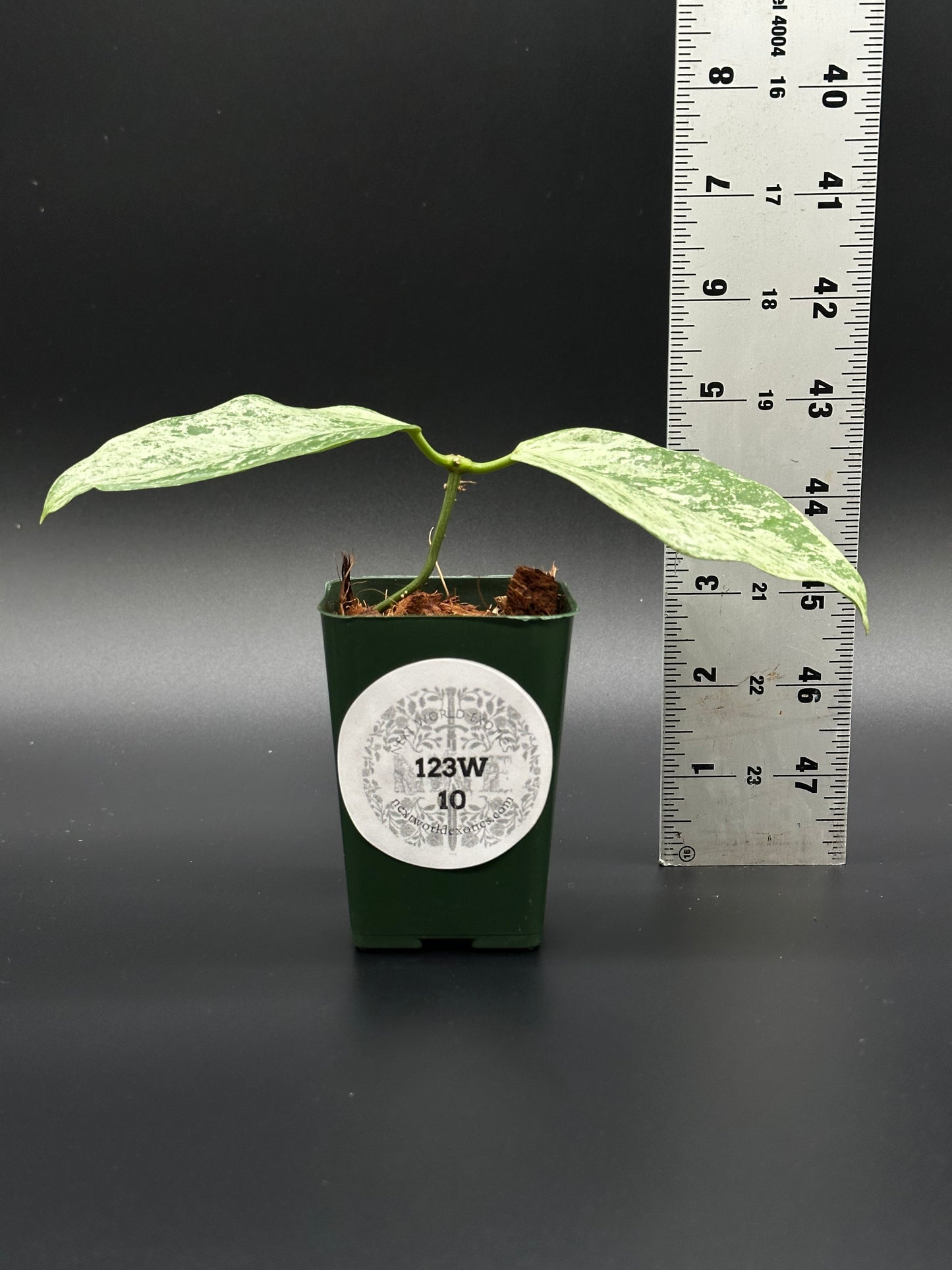 Hoya Coriacea 'Silver' in a 2.25-inch pot, displayed beside a measuring ruler, highlighting its size. Part of Next World Exotics' rare tropical houseplant collection.