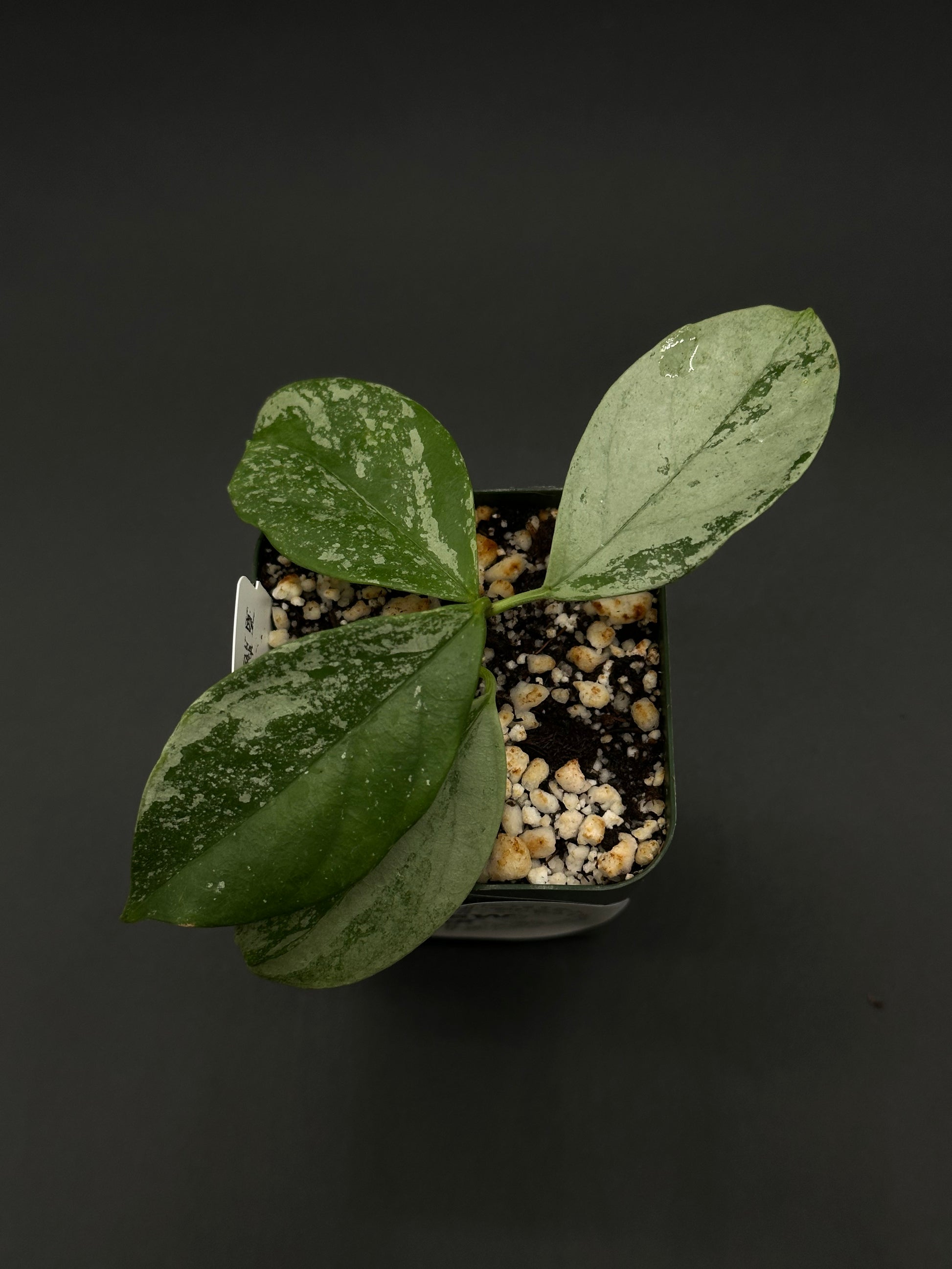 Hoya Coriacea 'Silver' in a 2.25-inch pot, showcasing lush foliage. Part of Next World Exotics' rare houseplant collection for both seasoned collectors and beginners.