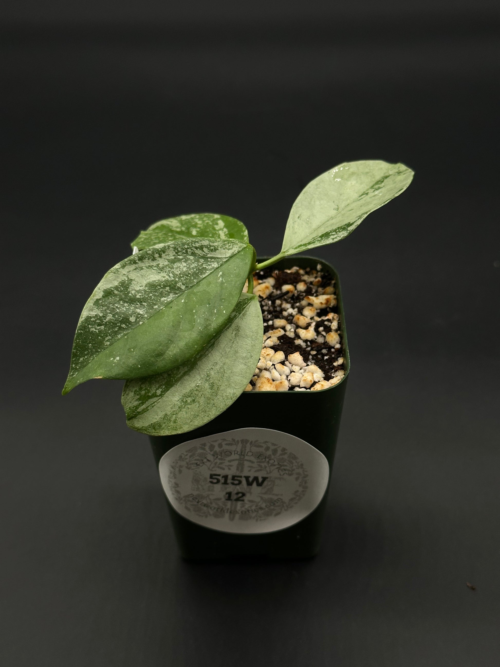 Hoya Coriacea 'Silver' in a 2.25-inch pot, showcasing its unique foliage. Perfect for collectors seeking rare, variegated houseplants from Next World Exotics.