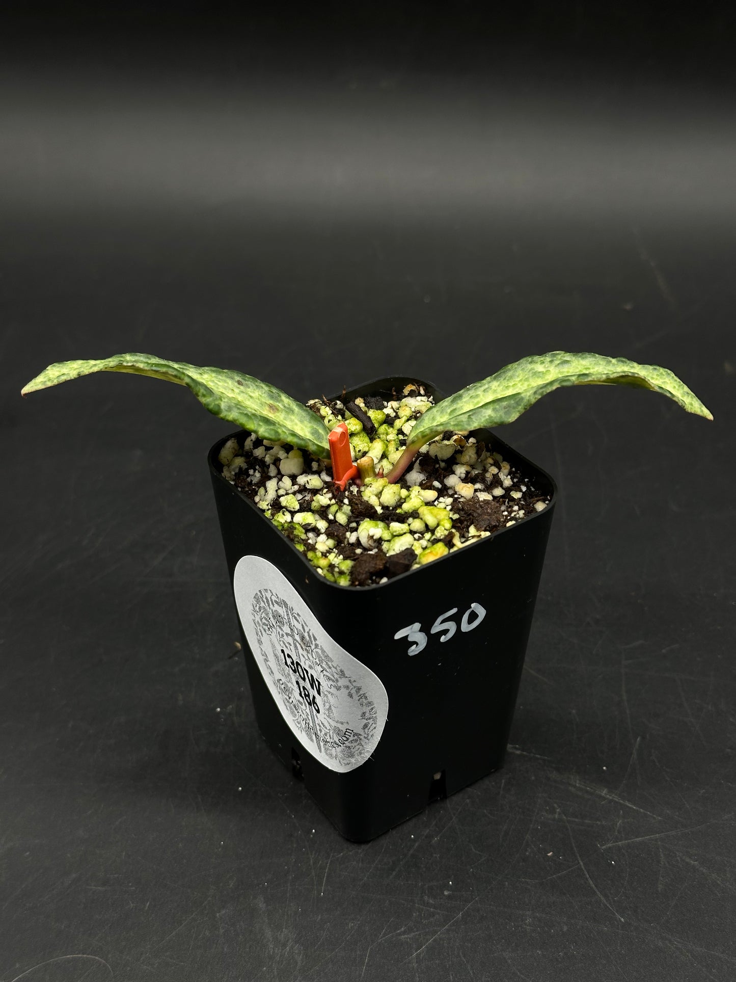 Hoya 'Crocodile' (130W186) seedling in black nursery pot, featuring lanceolate leaves with subtle mottled patterns, ideal for exotic plant collectors.